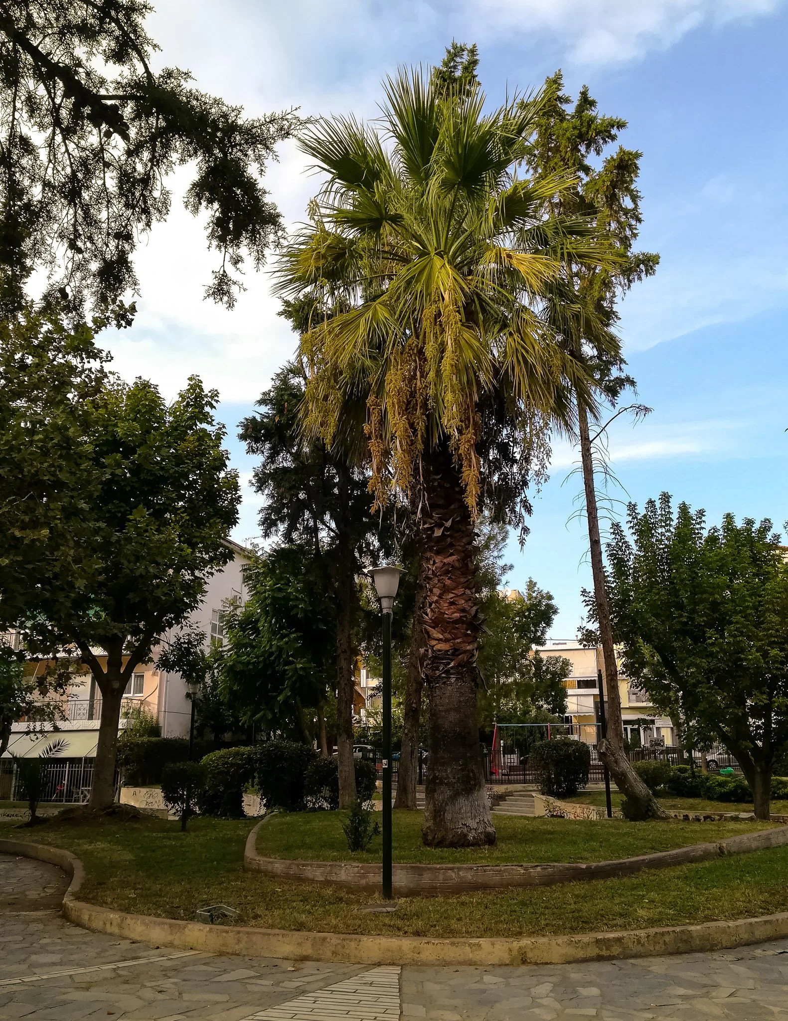 IMPRESSIVE PALM TREE