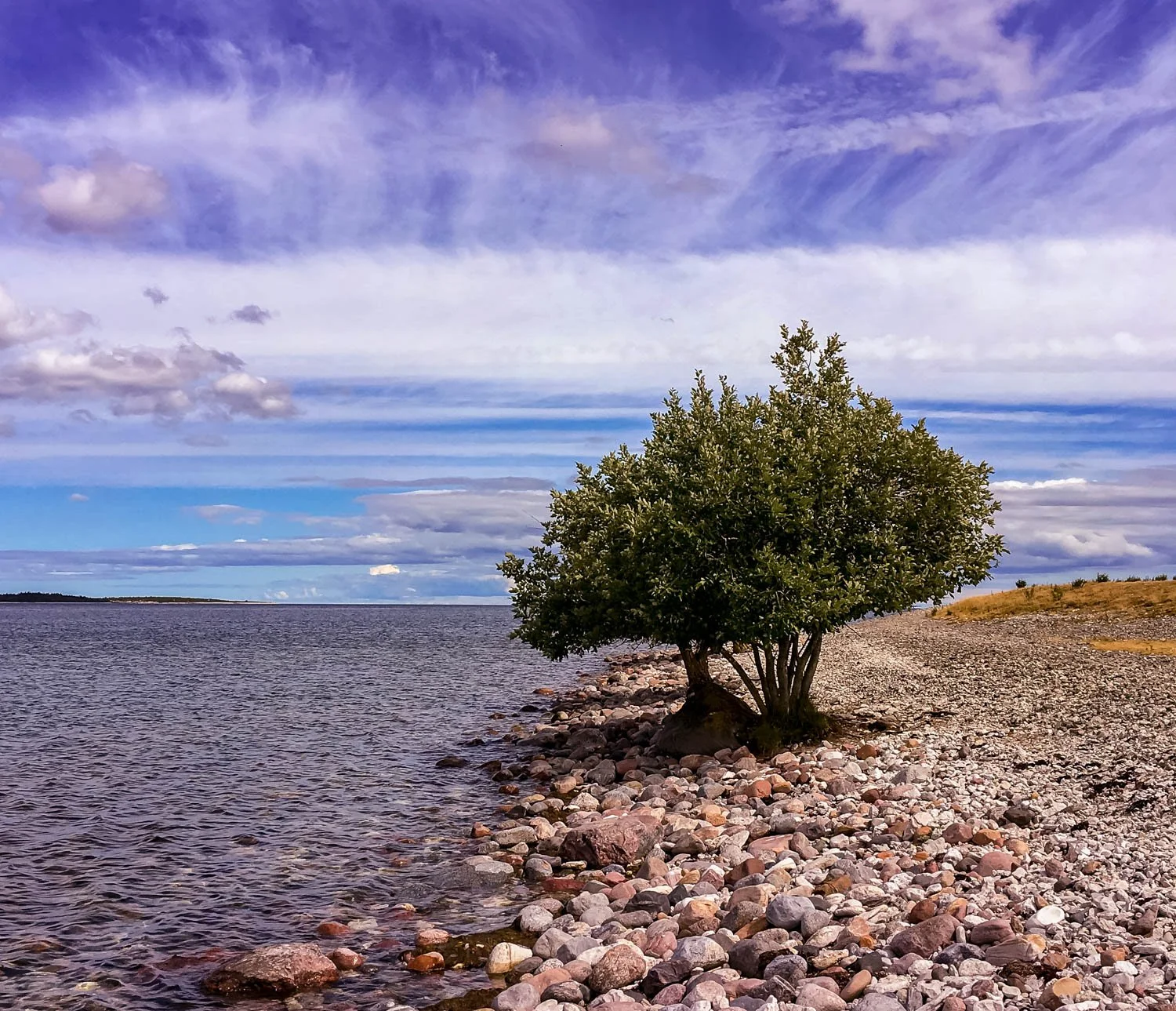 A solitary tree on a rocky lakeshore with a wide blue sky and scattered clouds.