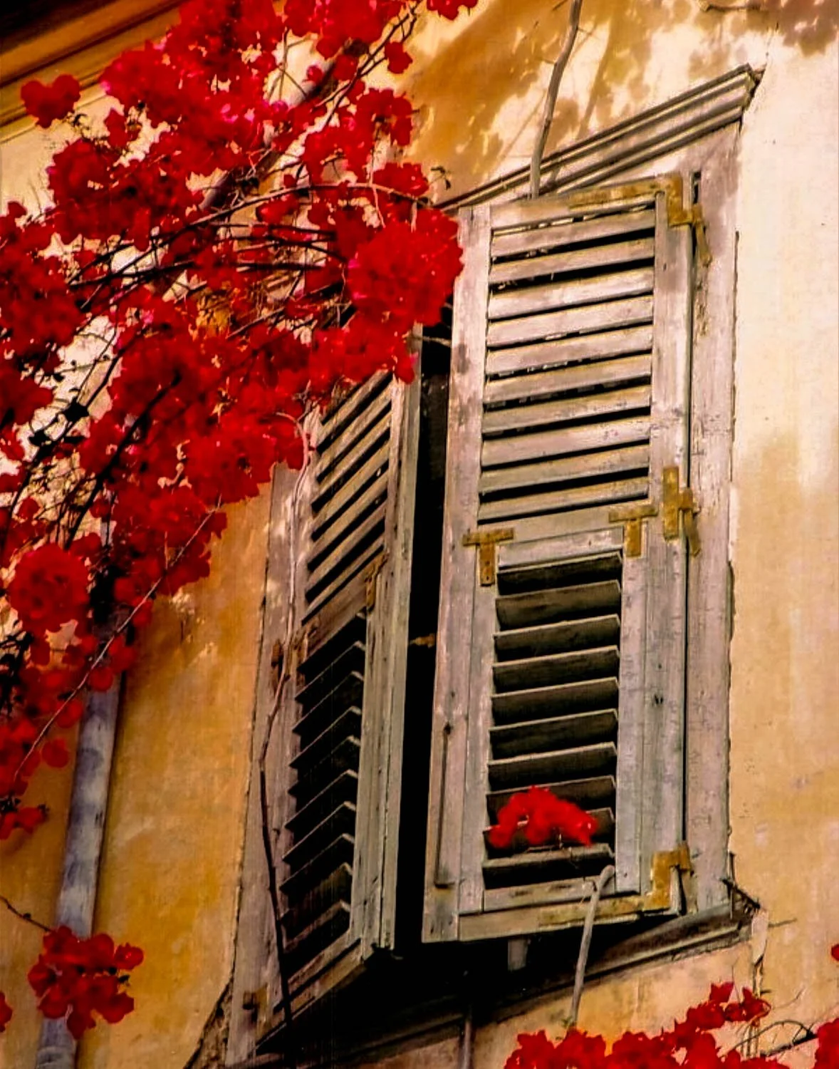 An antique window with wooden shutters on a yellowish wall, surrounded by vibrant red climbing flowers.