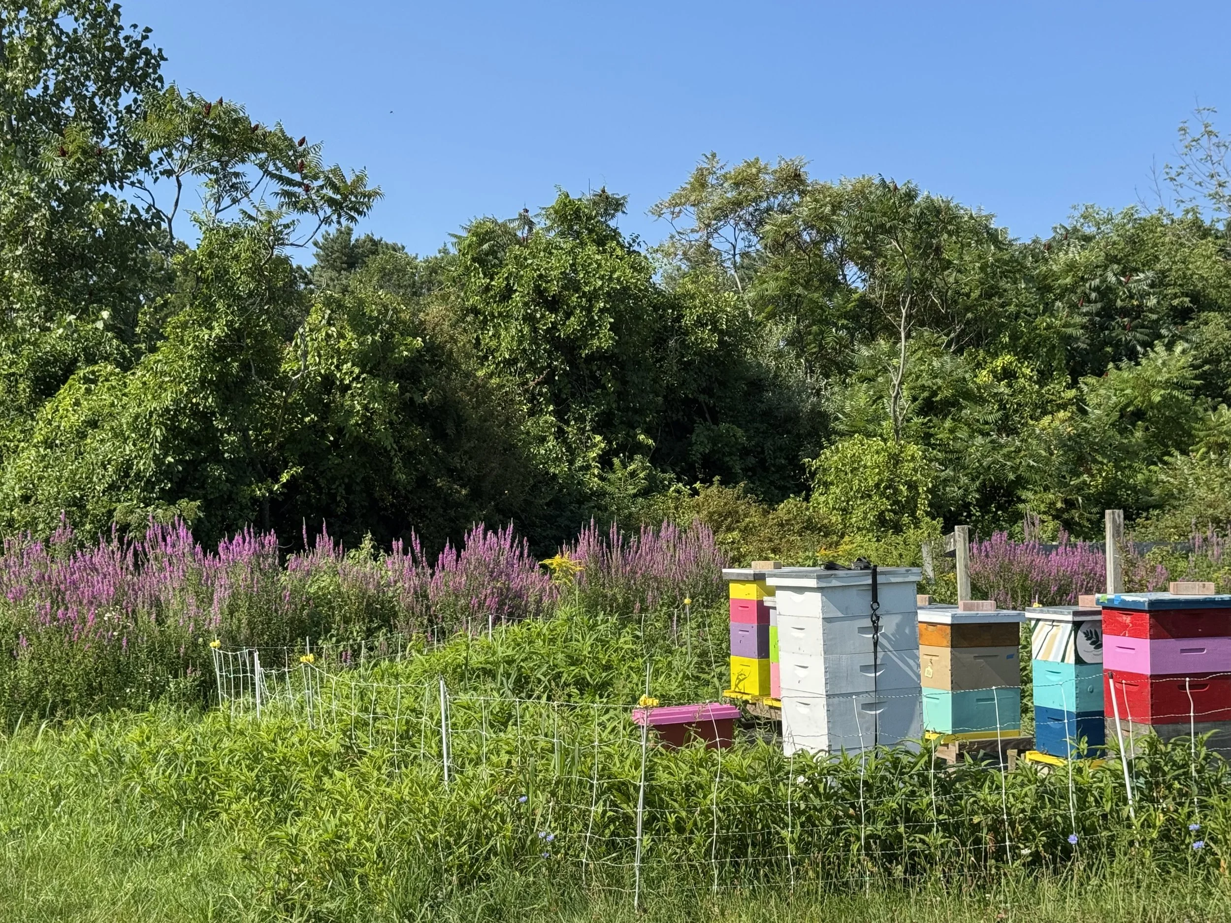 Honey bees buzzing happily on the farm and making delicious honey. You can find the honey in our farm store bottled by "Big Mike's Honey".