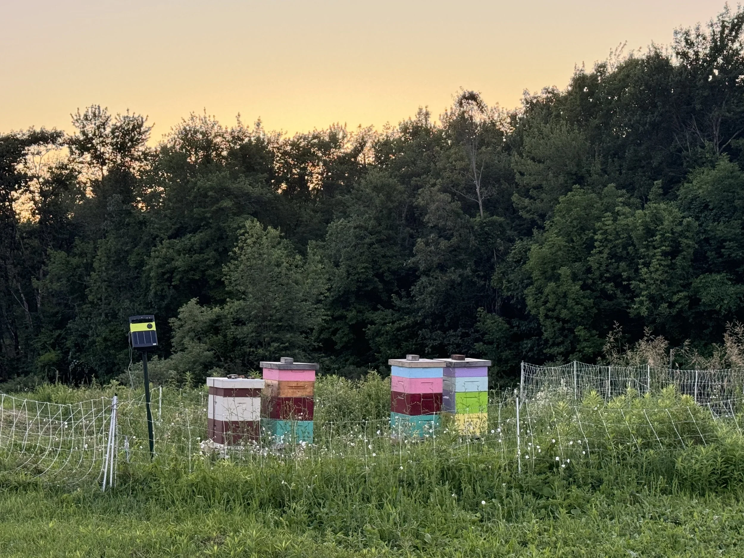 The bees are hard at work on Turnpike Farm making delicious local honey for beekeeper "Big Mike". 