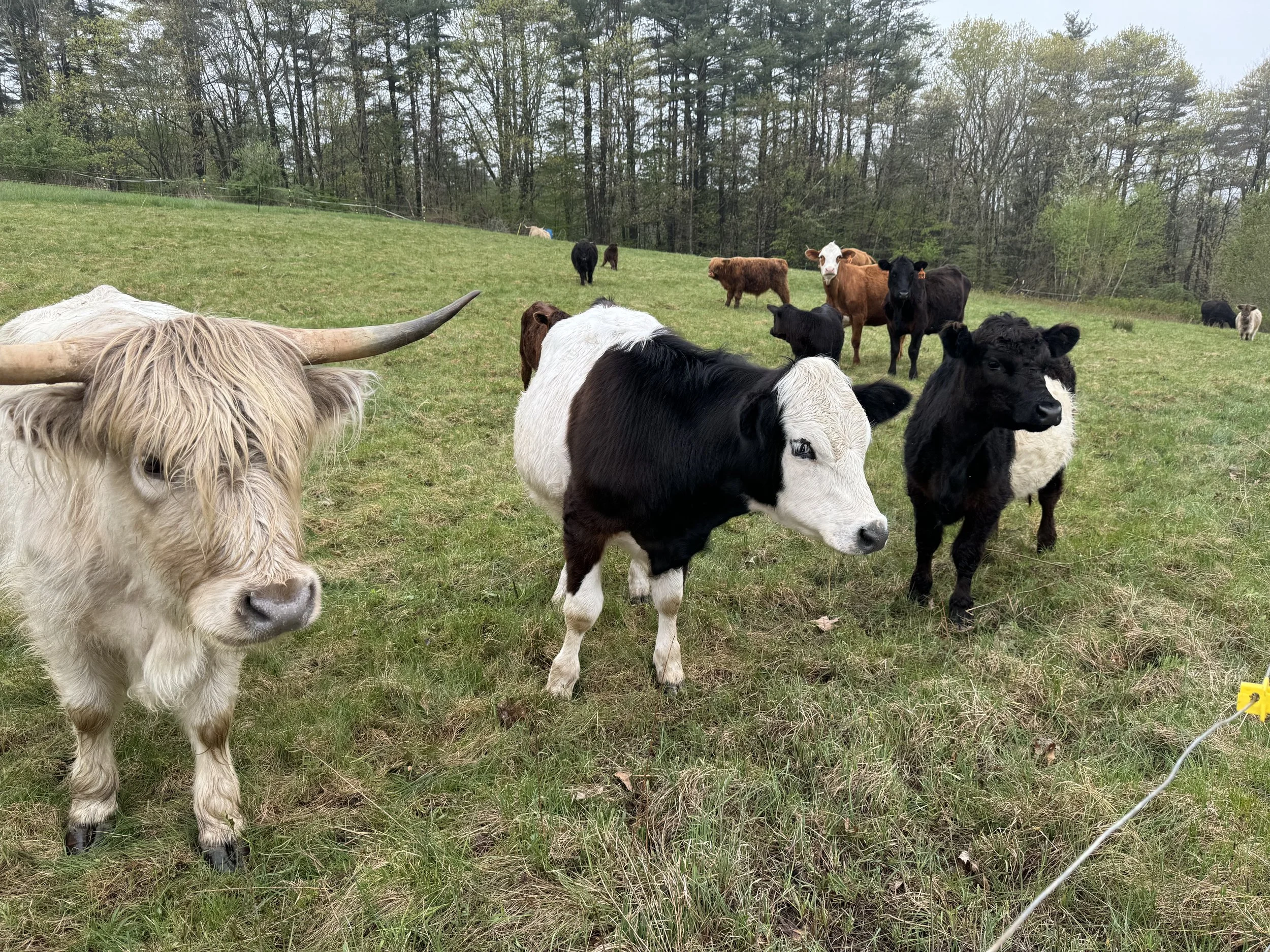 Gus's Farm is home to over 16 cattle. Here are some of them grazing Turnpike Farm's pastures.