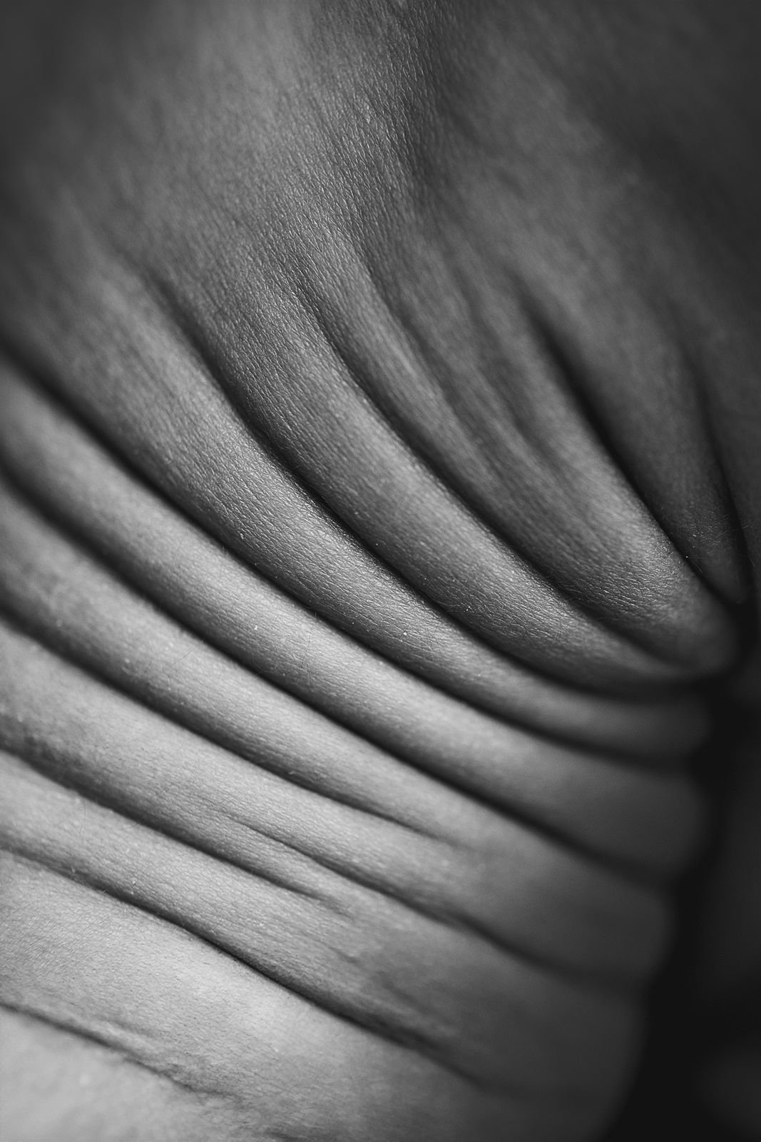 Chicago's Best Newborn Photographer.jpg