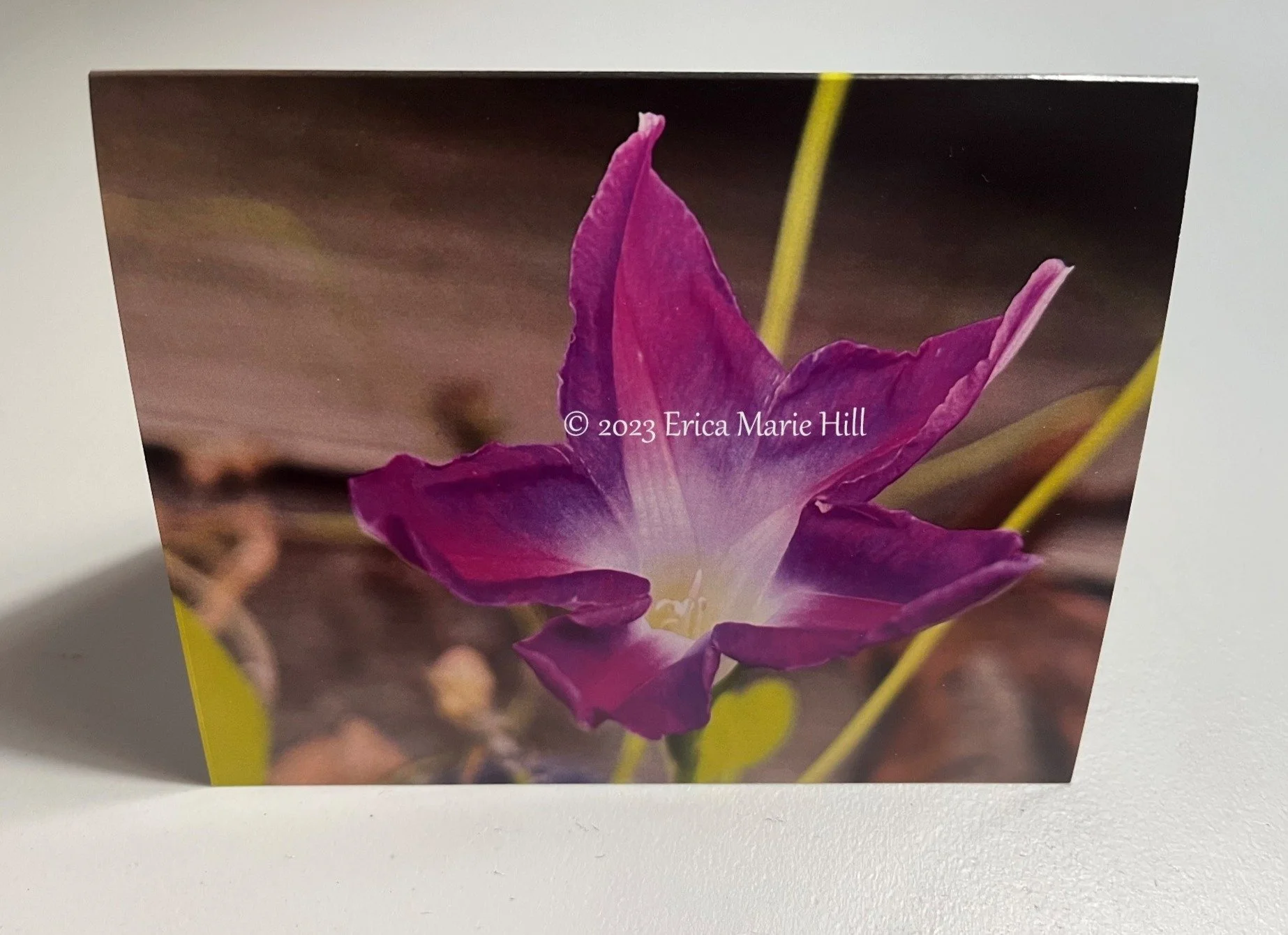 Star Morning Glory front.jpg