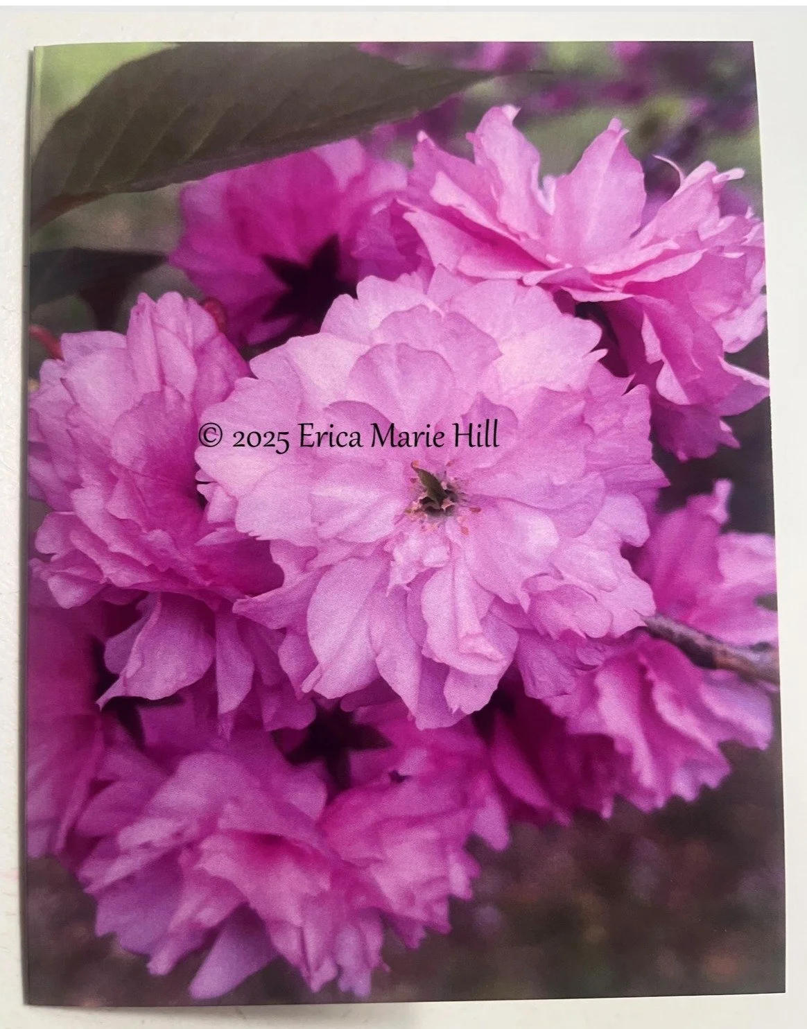Cherry Blossoms front.jpg