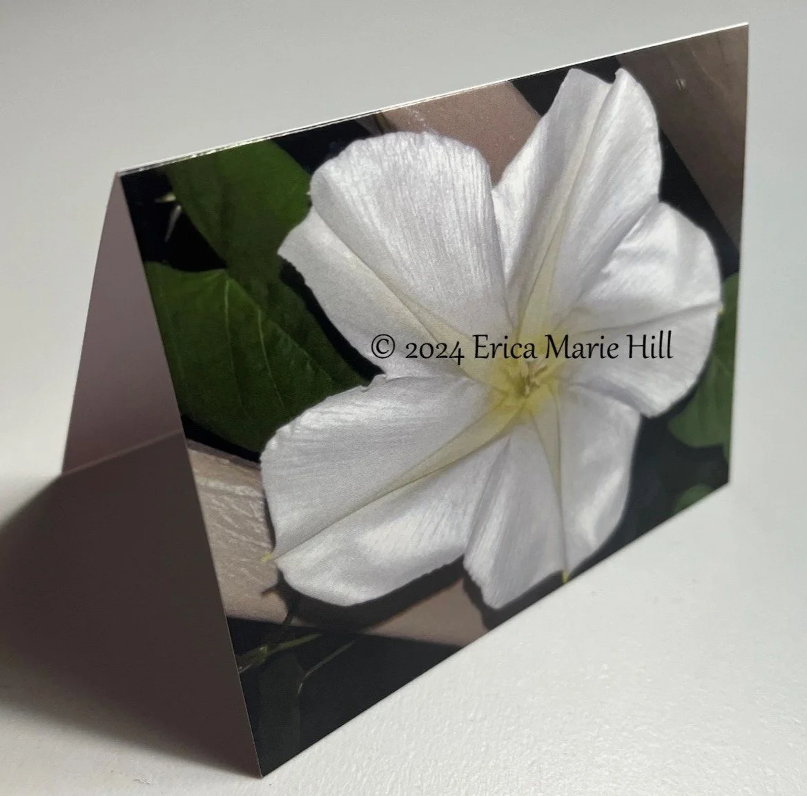 Moon Flower front-side view.jpg