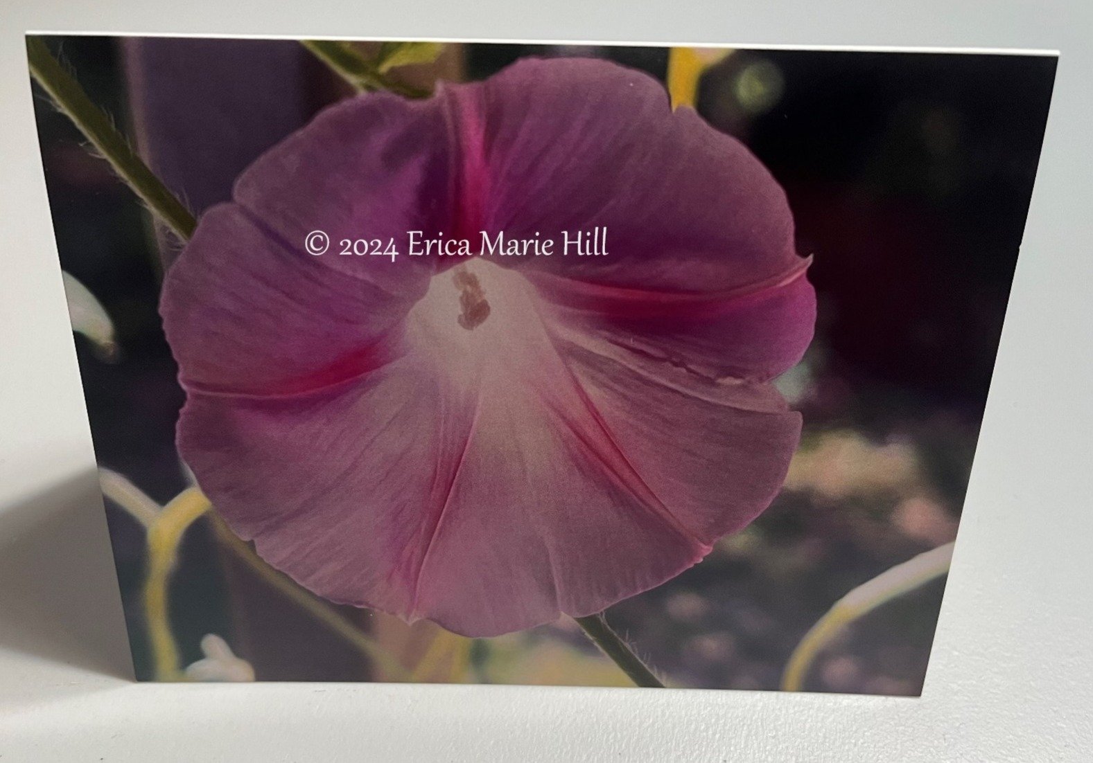 Pink Morning Glory Card front.jpg