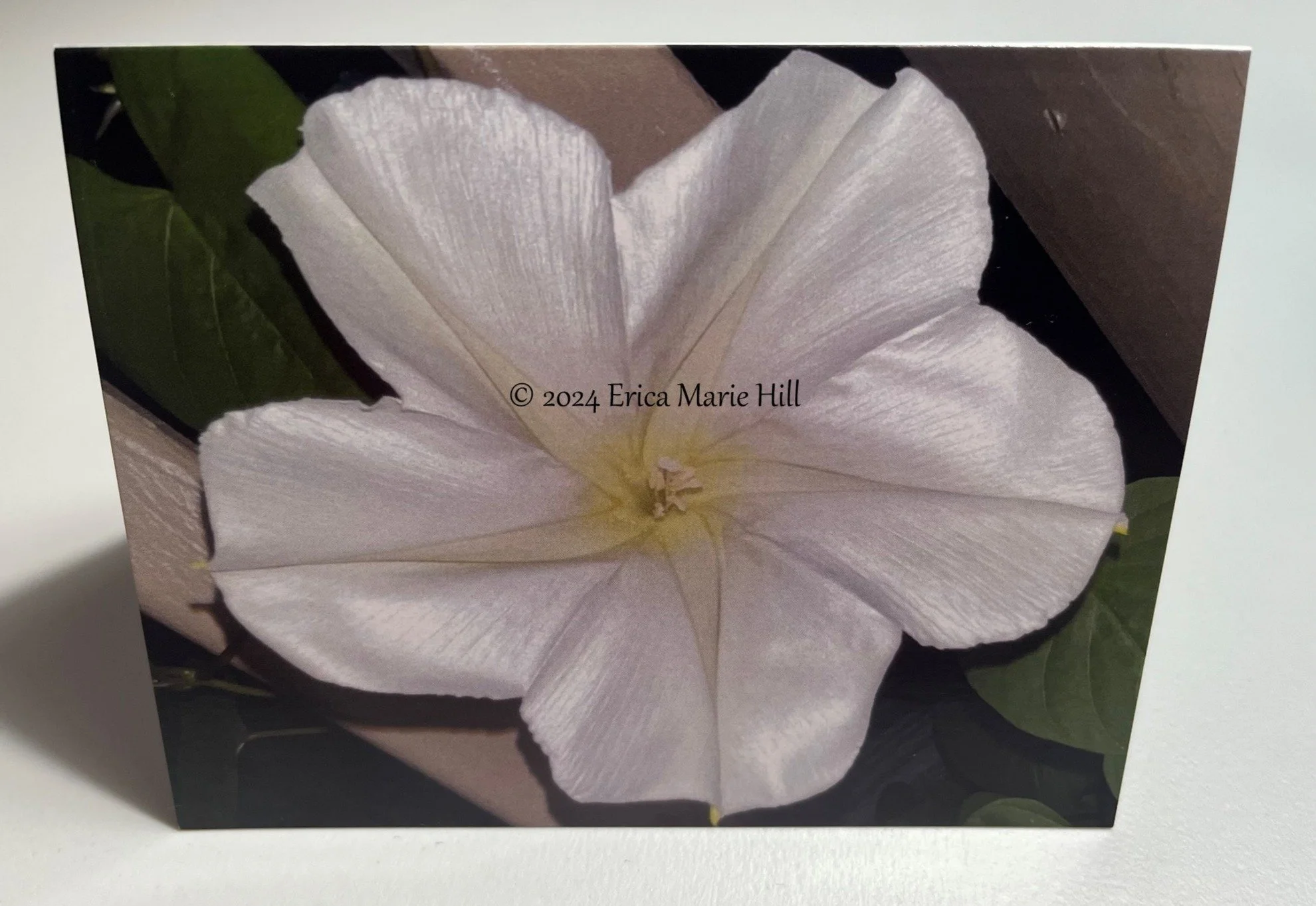 Moon Flower front.jpg