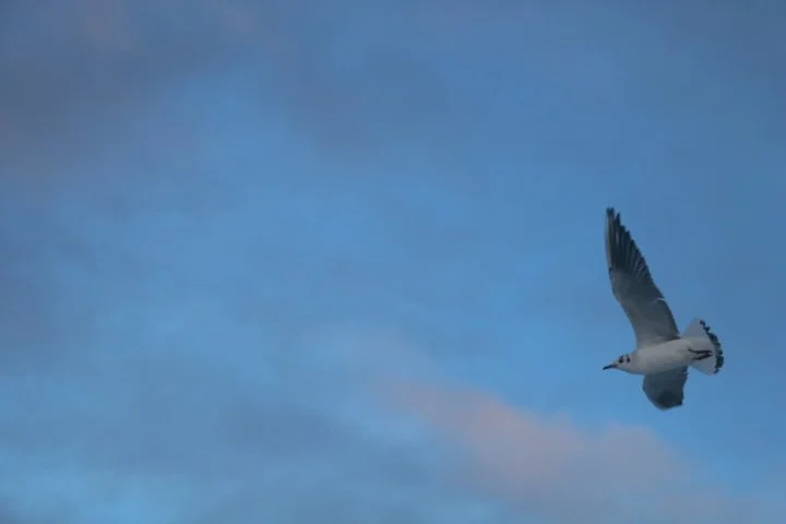 January 4th, 2026:
Went to the Marina earlier today to clear my head. It's been a difficult weekend to put it mildly.