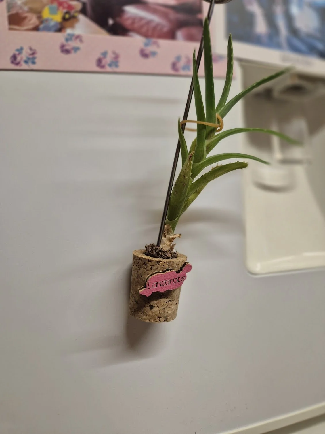 January 14th, 2026:
Strange to see this catcus growing.