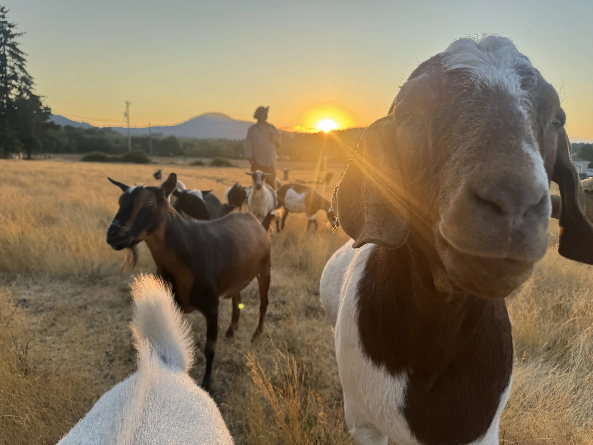 Levi and the herd at No Regrets Farm