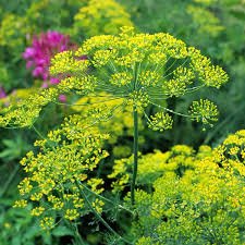Bouquet Dill Seed
