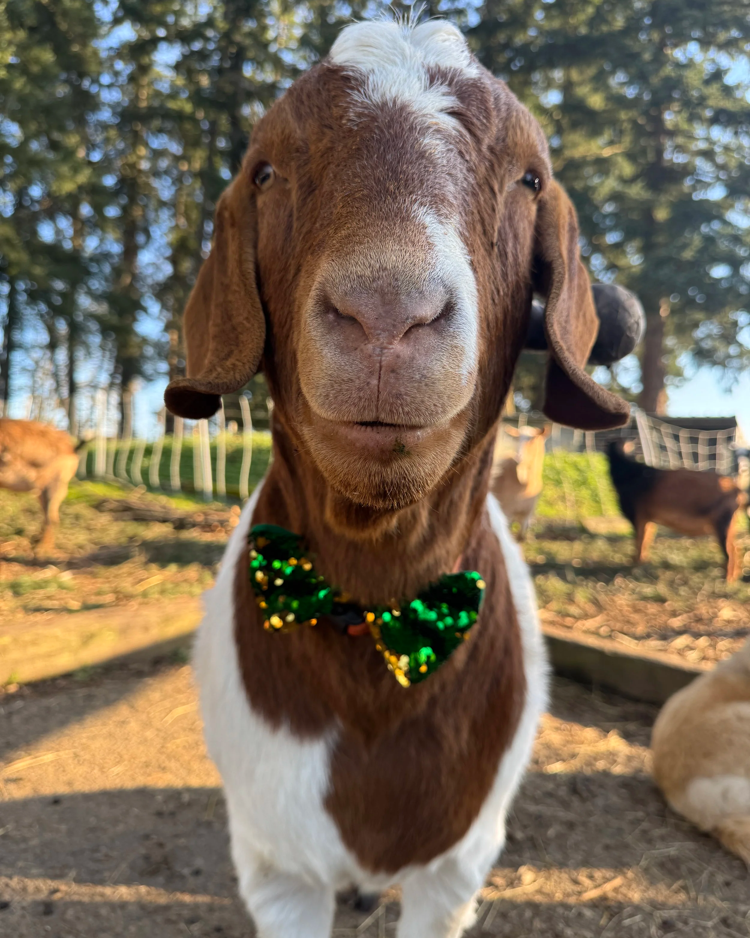 Close-up of a goat with brown and white fur, wearing a green and black sequined bow tie, outdoors with trees and sunlight in the background.
