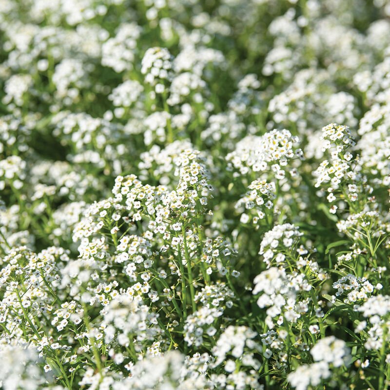 Sweet Alyssum 2.jpg
