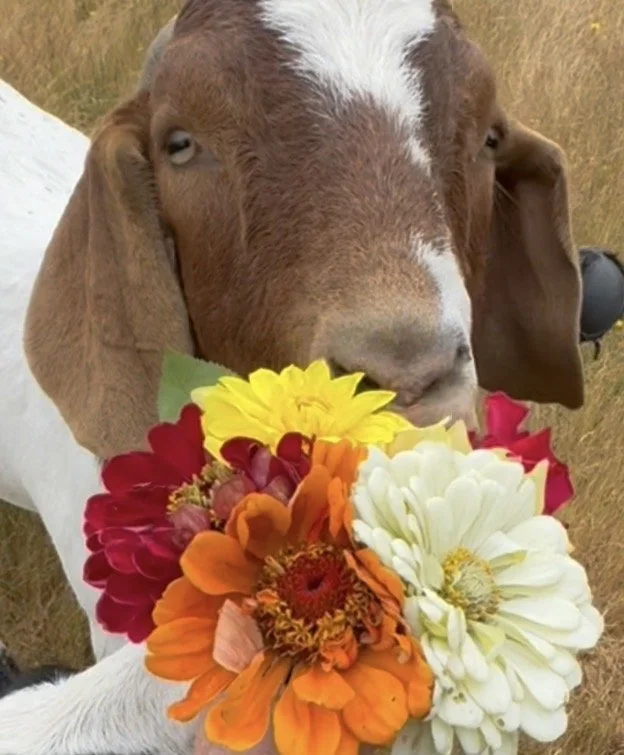 A goat holding a colorful bouquet of flowers in its mouth, with a grassy background.