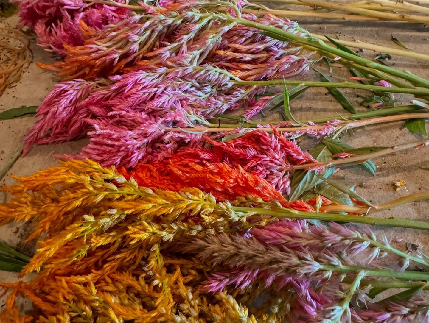 Spun Sugar Celosia.jpg