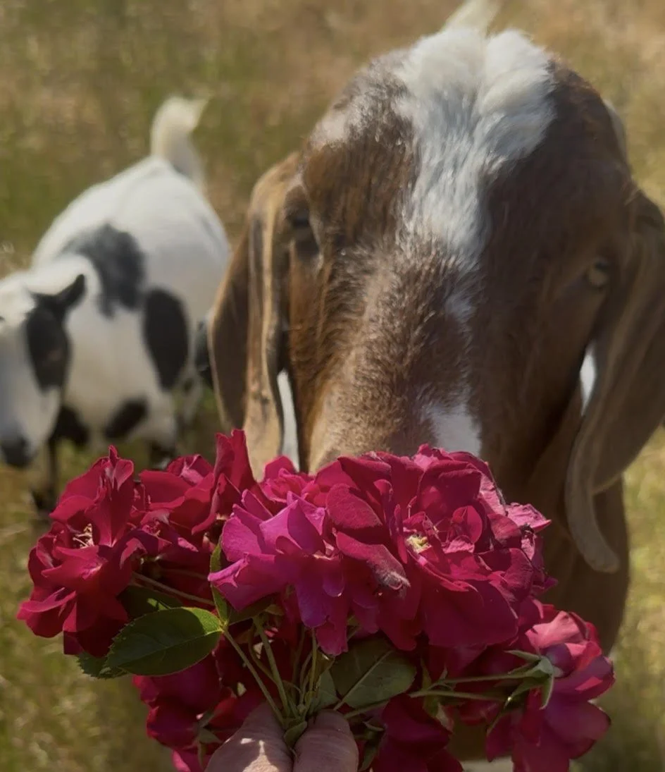 Buy a Bouquet for a Goat.jpg