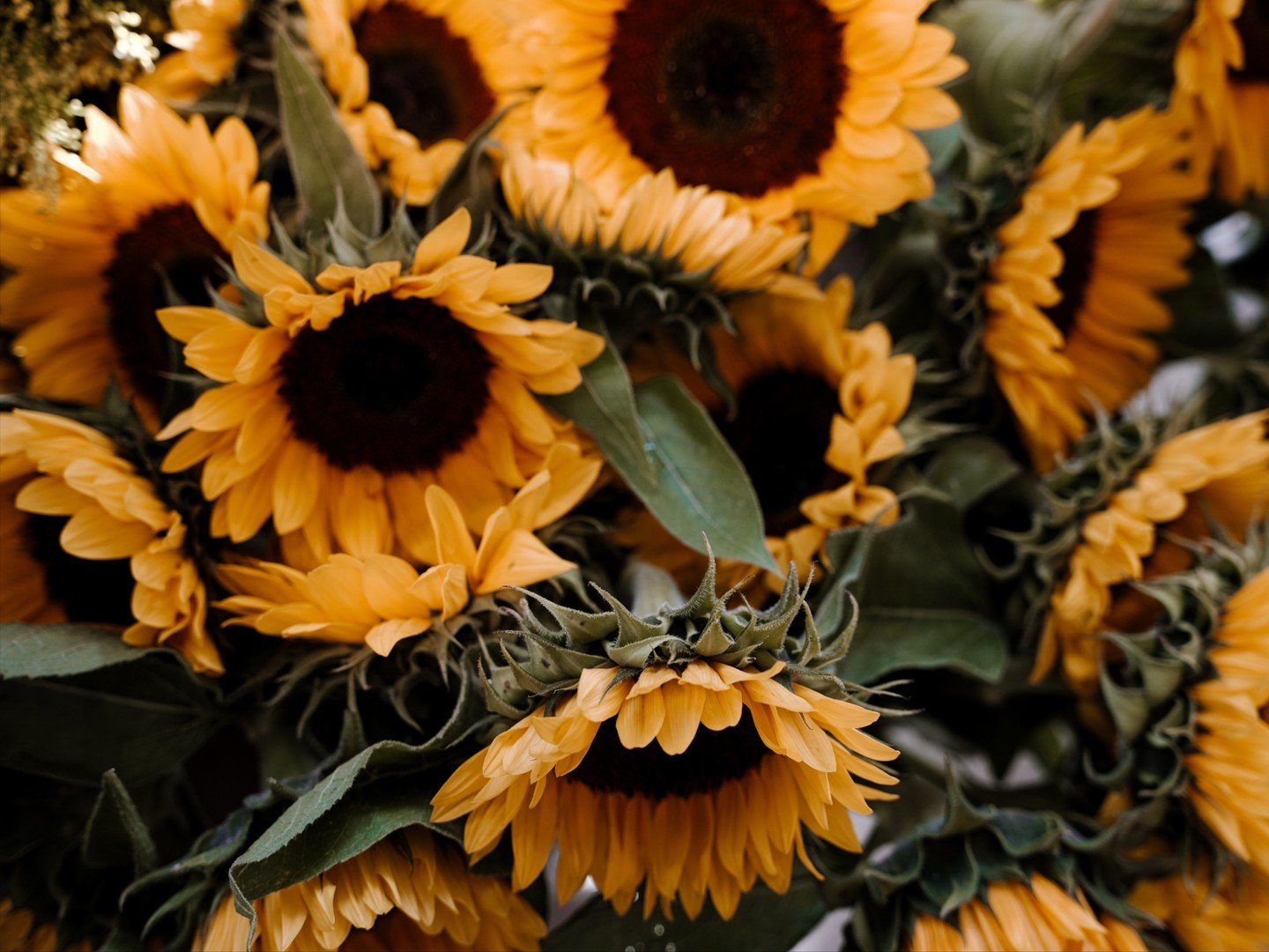Celebrate the first day of summer with sunflowers, lemon scents, and bright vibes! 🌻

#STEMS #STEMSByStongs #Florals #Bouquets #FloralArrangements #NorthVancouver #EventFlorals #EverydayFlorals #SummerSolstice #Summertime