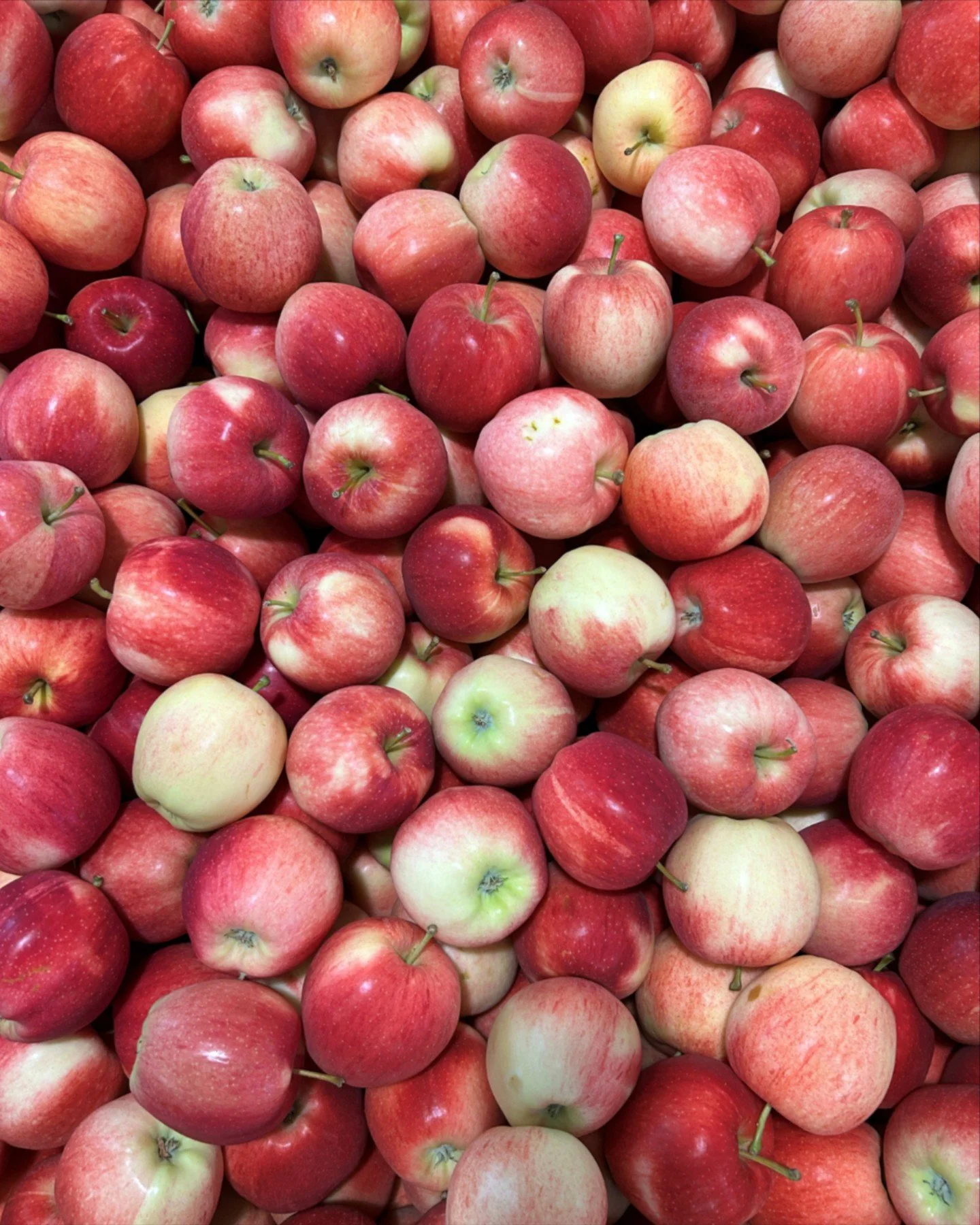 Support local! Try our BC-grown apples &ndash; fresh from the orchard to you. 🍎

#Stongs #StongsMarket #GroceryStore #ShopLocal #NorthVancouver #IndependentGrocer
