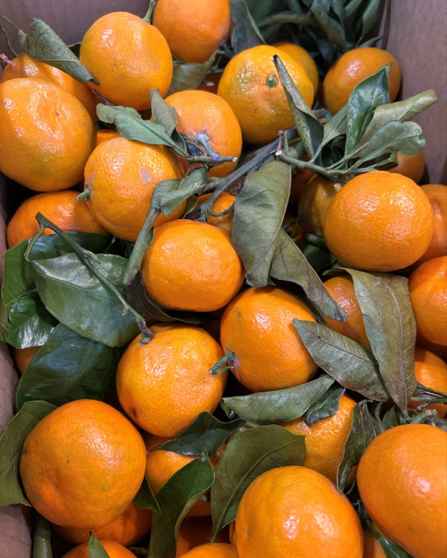 Mandarins, oranges and more are bursting with flavour and goodness. 🍊

Here&rsquo;s why we love citrus:

Vitamin C boost: Supports immunity and keeps you feeling strong.
Hydration: Juicy and refreshing, perfect for staying energized.
Antioxidants: H