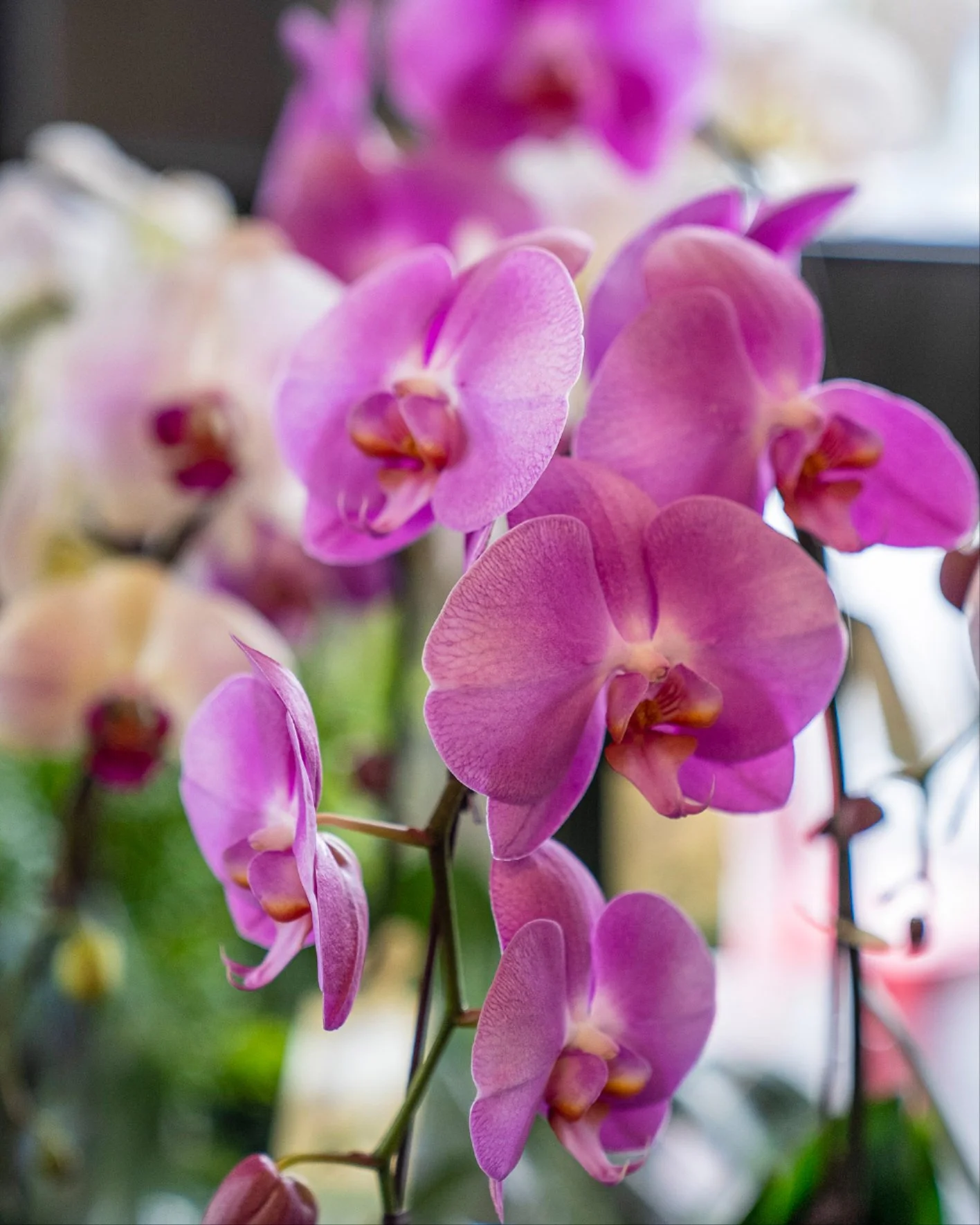 An orchid can create timeless beauty and an effortless statement! 💕

#STEMS #STEMSByStongs #Florals #Bouquets #FloralArrangements #NorthVancouver #EventFlorals #EverydayFlorals