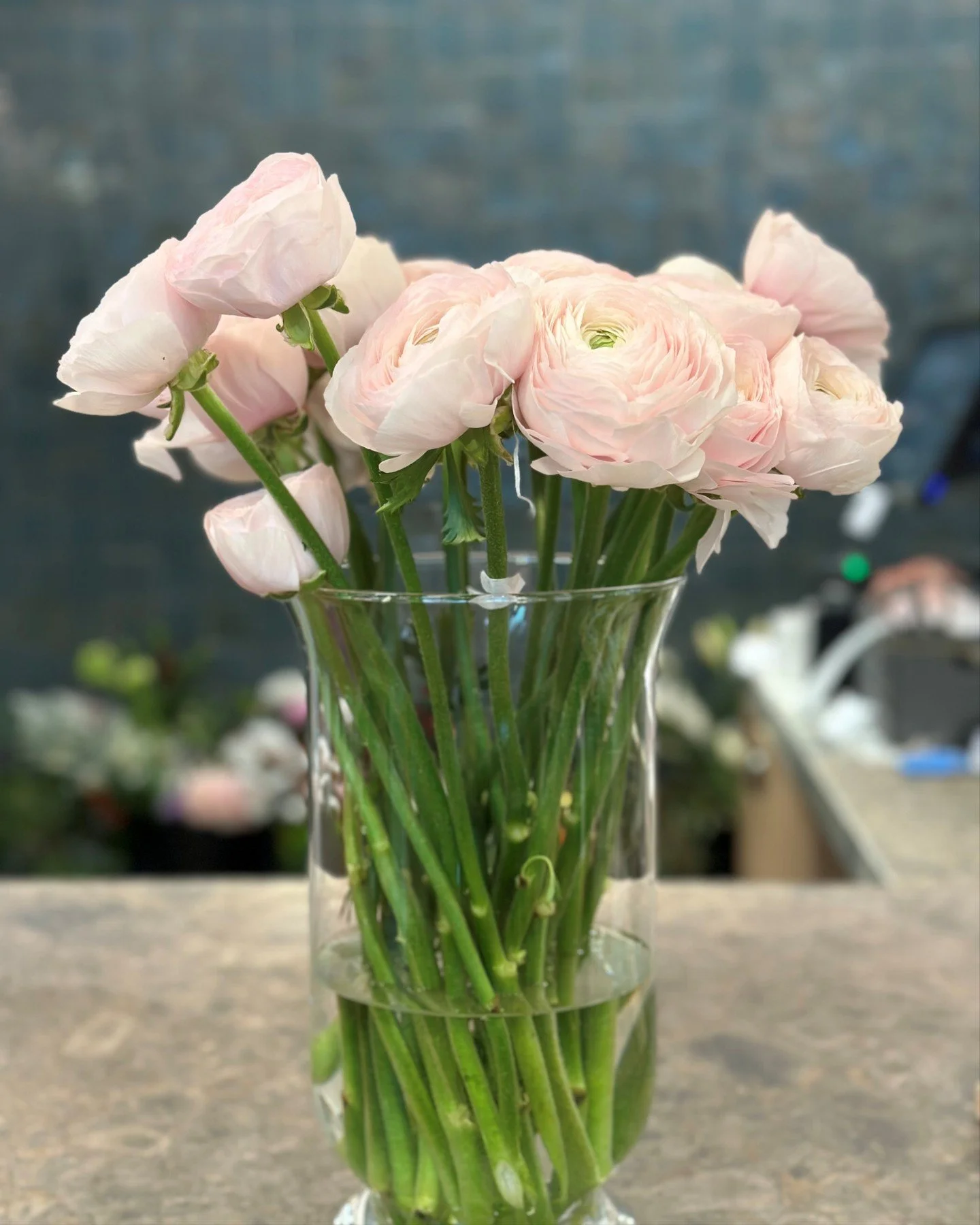 Did you know ... Ranunculus are popular, cool-season perennials prized for their rose-like, multi-petaled blooms, blooming in spring. They make excellent cut flowers that last for weeks and come in a number of vibrant colours - white, pink, red, yell