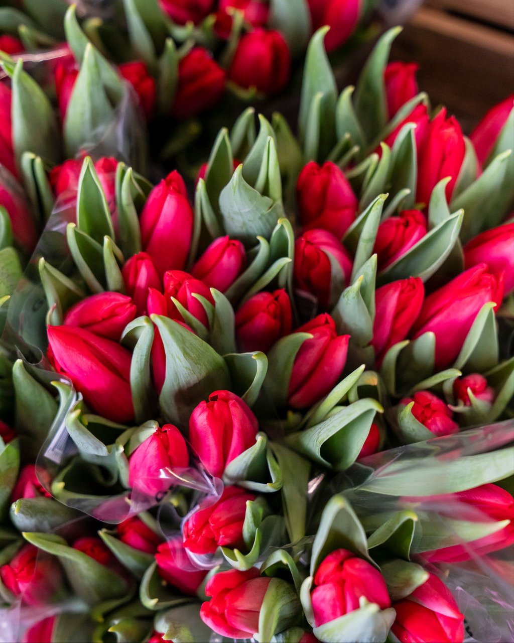 Tulips = Spring! 🌷

#STEMSByStongs #Florals #Bouquets #FloralArrangements #Tulips