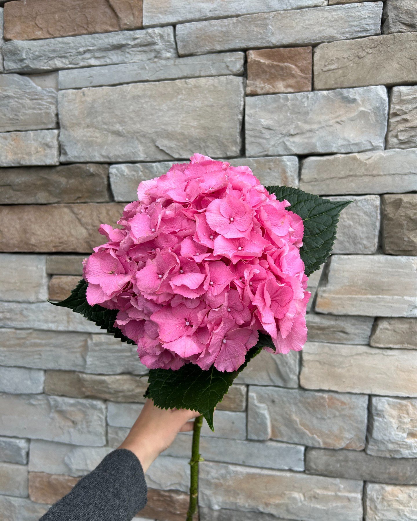 July&rsquo;s flower of the month is the hydrangea! Did you know hydrangeas can change colour based on the soil? Acidic soil produces blue blooms, while alkaline soil creates pink ones &mdash; they are nature&rsquo;s own mood ring! 🌱

#STEMSByStongs 