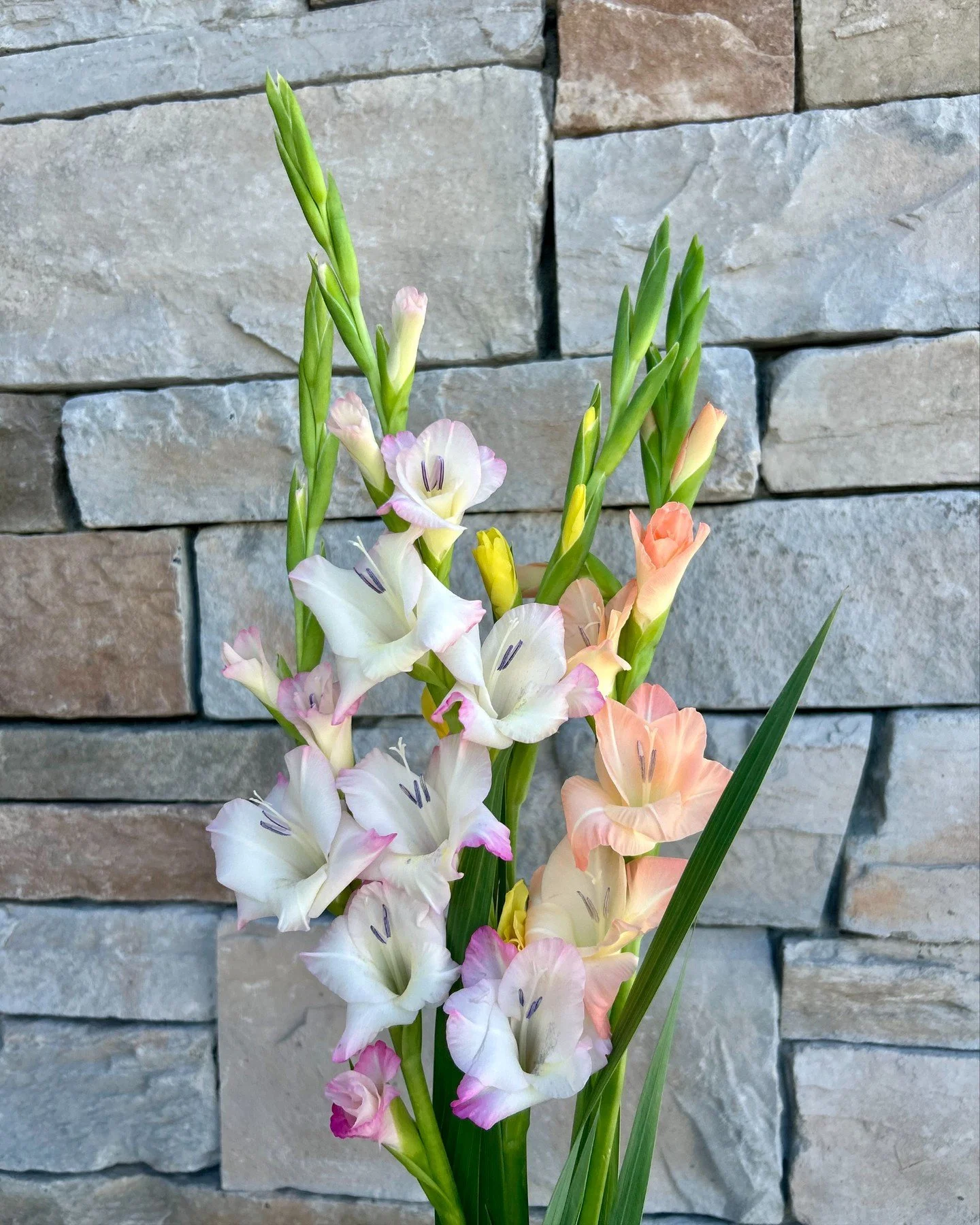 Gladiolus take center stage as our August flower of the month. 💛 In ancient Rome, victorious gladiators were crowned with these striking blooms, giving the gladiolus its enduring association with strength and honor. Choose from an eye‑catching palet