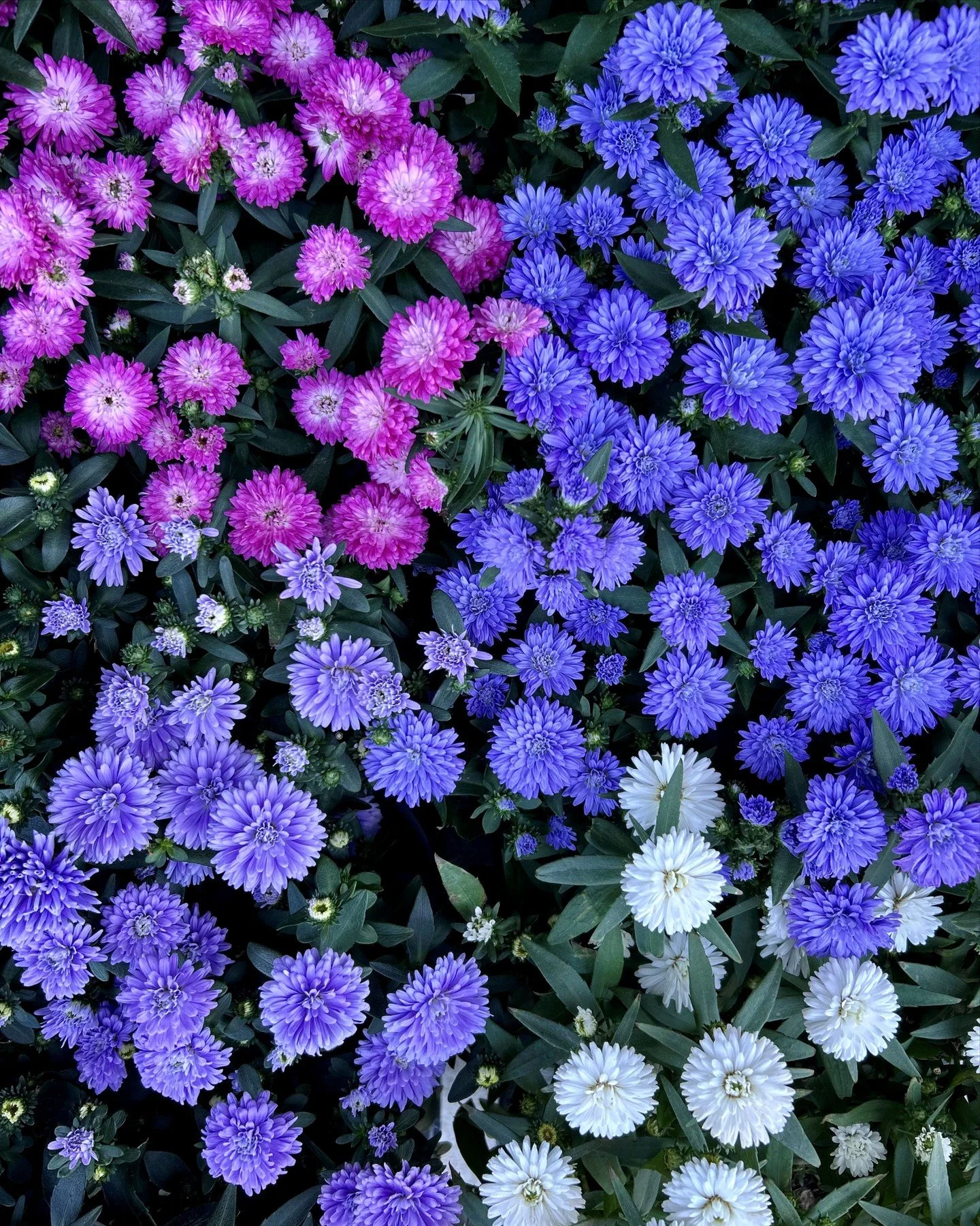 September's flower of the month is the Aster. Did you know asters get their name from the Greek word for "star" because of their star-shaped blooms? Known to symbolize love, wisdom, faith, and innocence, these delicate flowers shine brighte