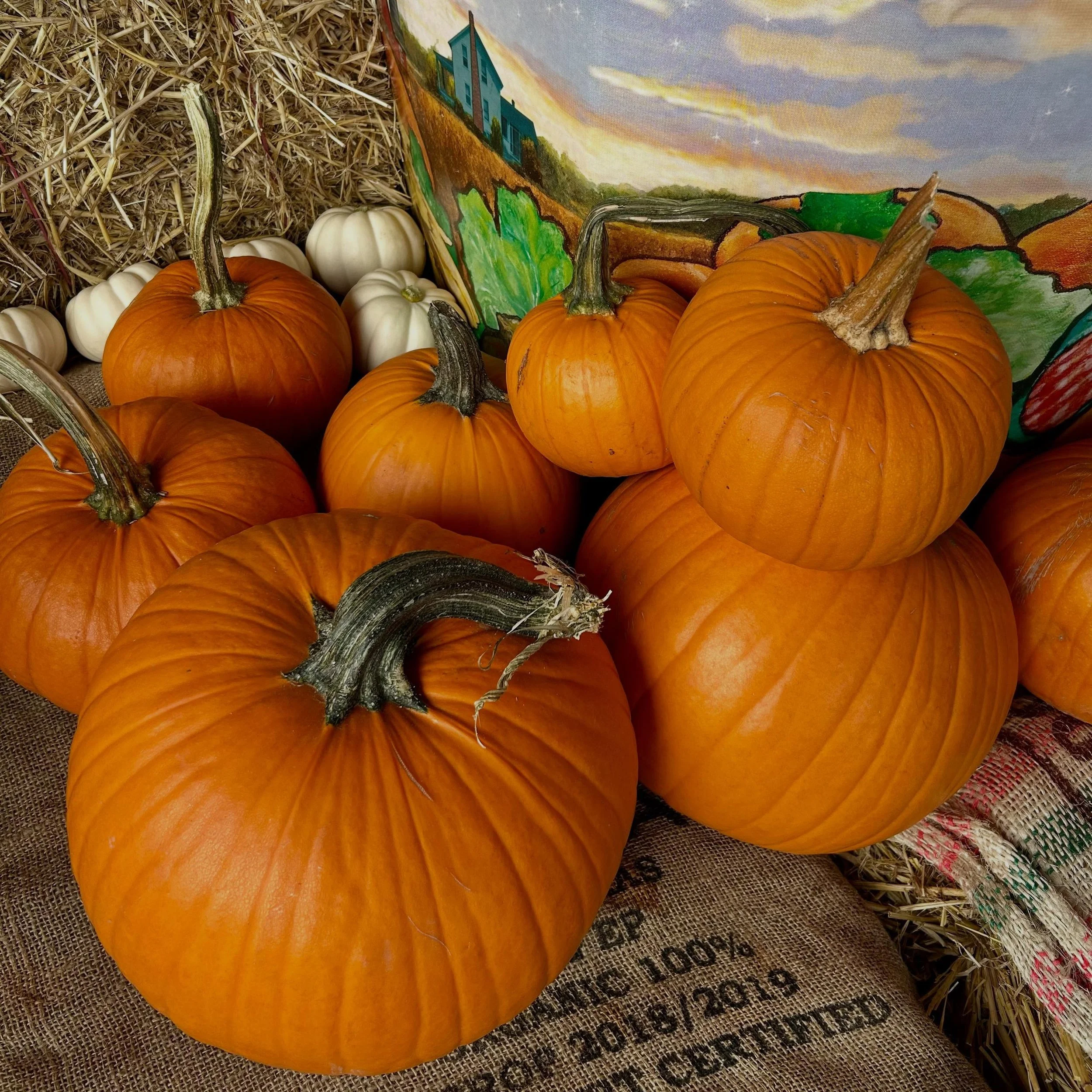 🎃 Perfect pumpkins for carving! 

Getting your pumpkin at Stong&rsquo;s this year? Tag us in your Jack-o&rsquo;-lantern creations, we&rsquo;d love to see them! 👻

#stongsmarket #shoplocal #pumpkin #pumpkincarving #halloween