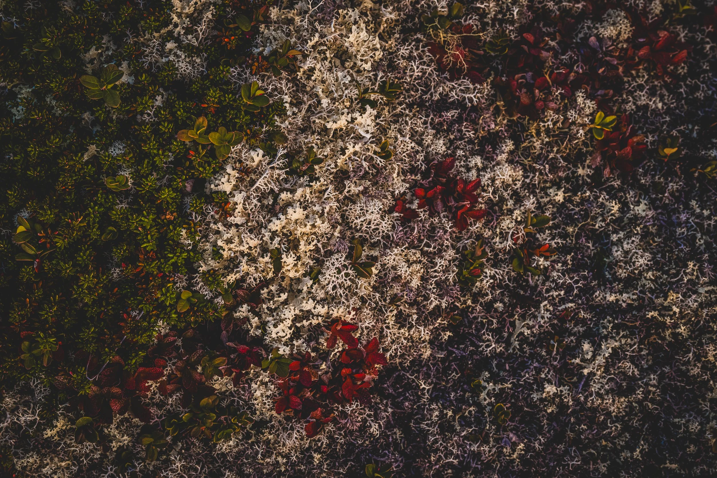 Nahaufnahme verschiedener Moose, Flechten und kleiner Pflanzen auf dem Boden.