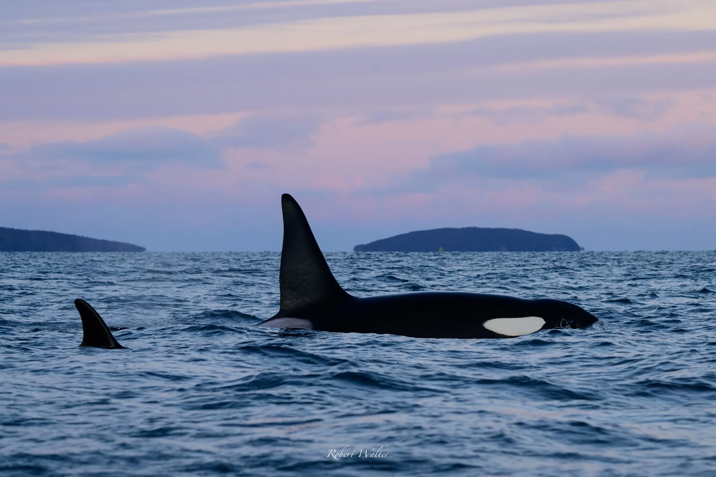 Orcas schwimmen im Meer bei Sonnenuntergang mit Inseln im Hintergrund.