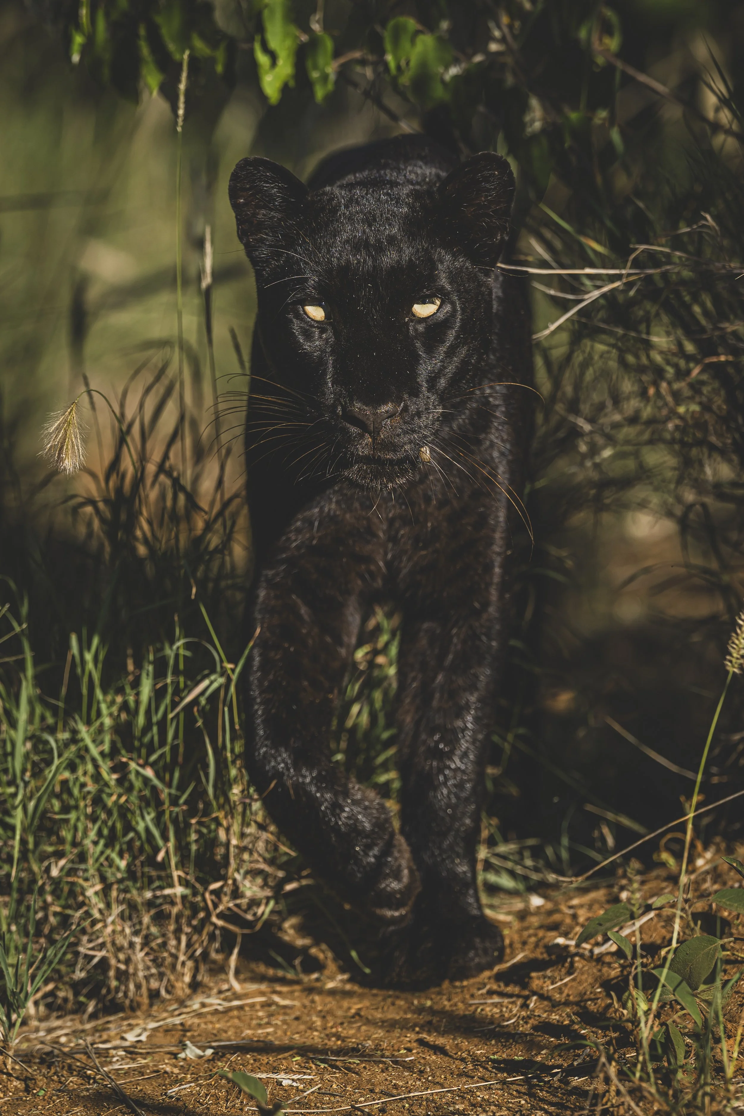 robert.waelter_kenya_wildphoto.guide-31.jpg