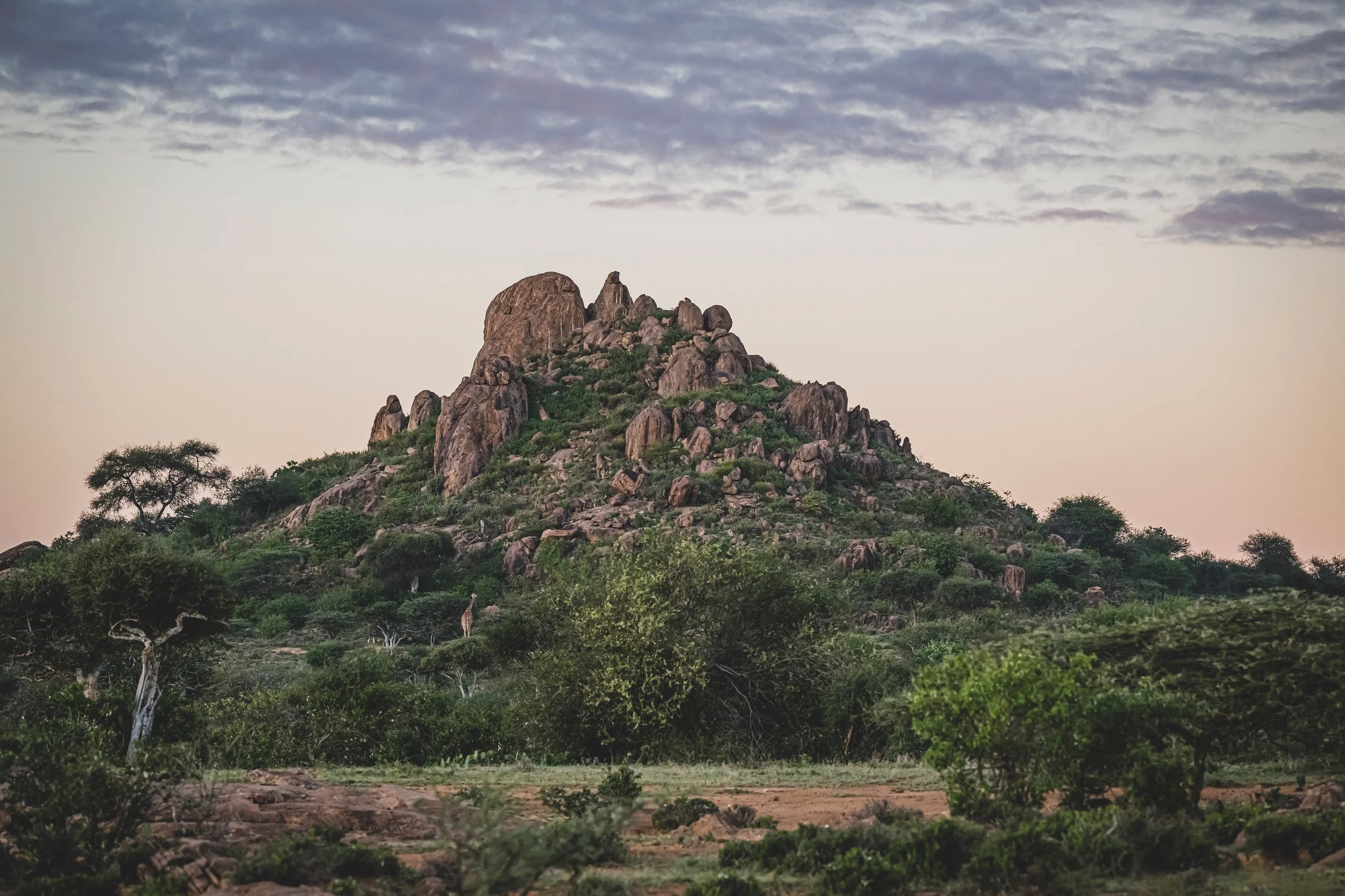 Fotoreise Schwarzer Leopard Kenia Granitfelsen von Laikipia