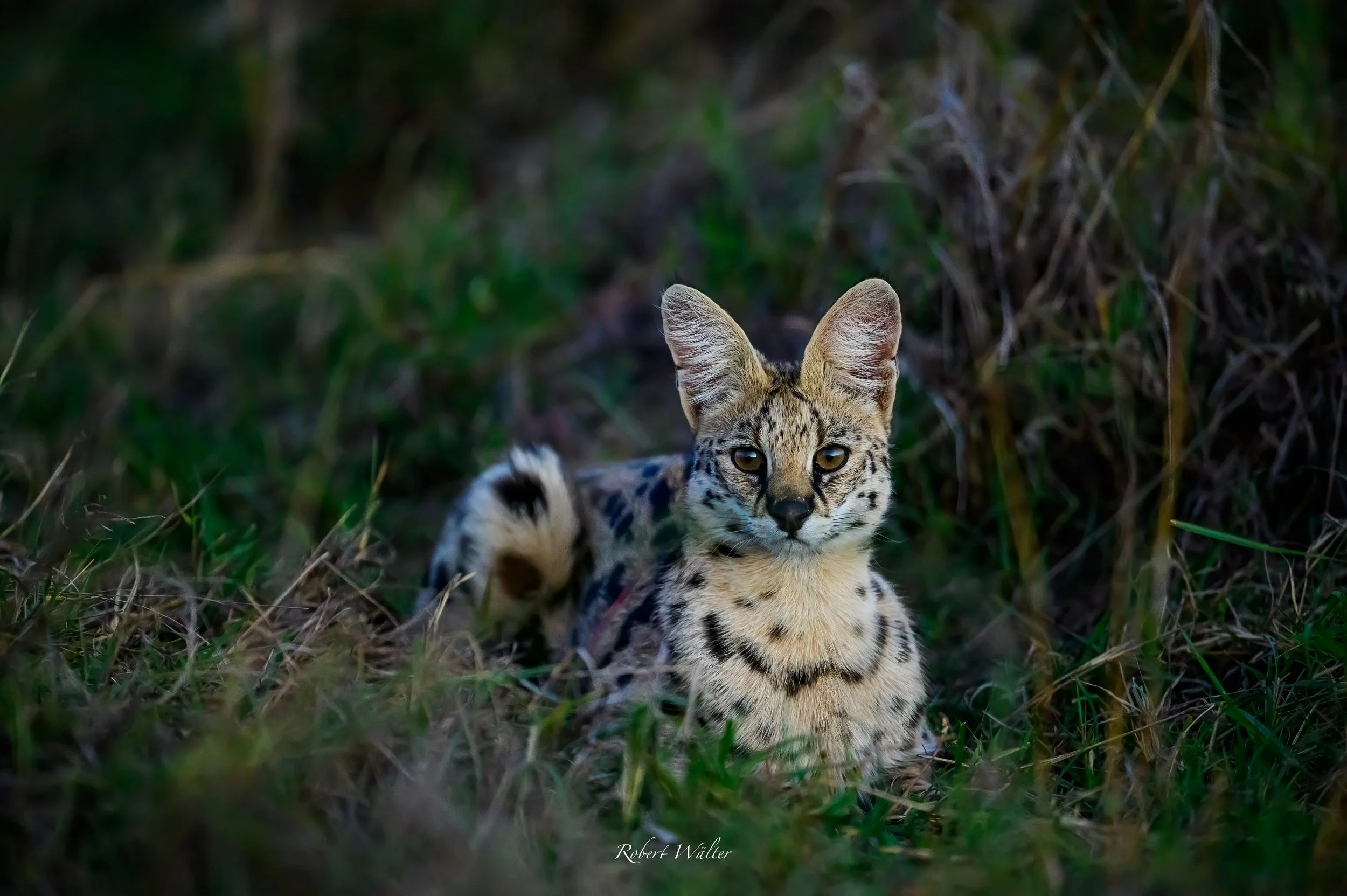 Kenia-22.jpg