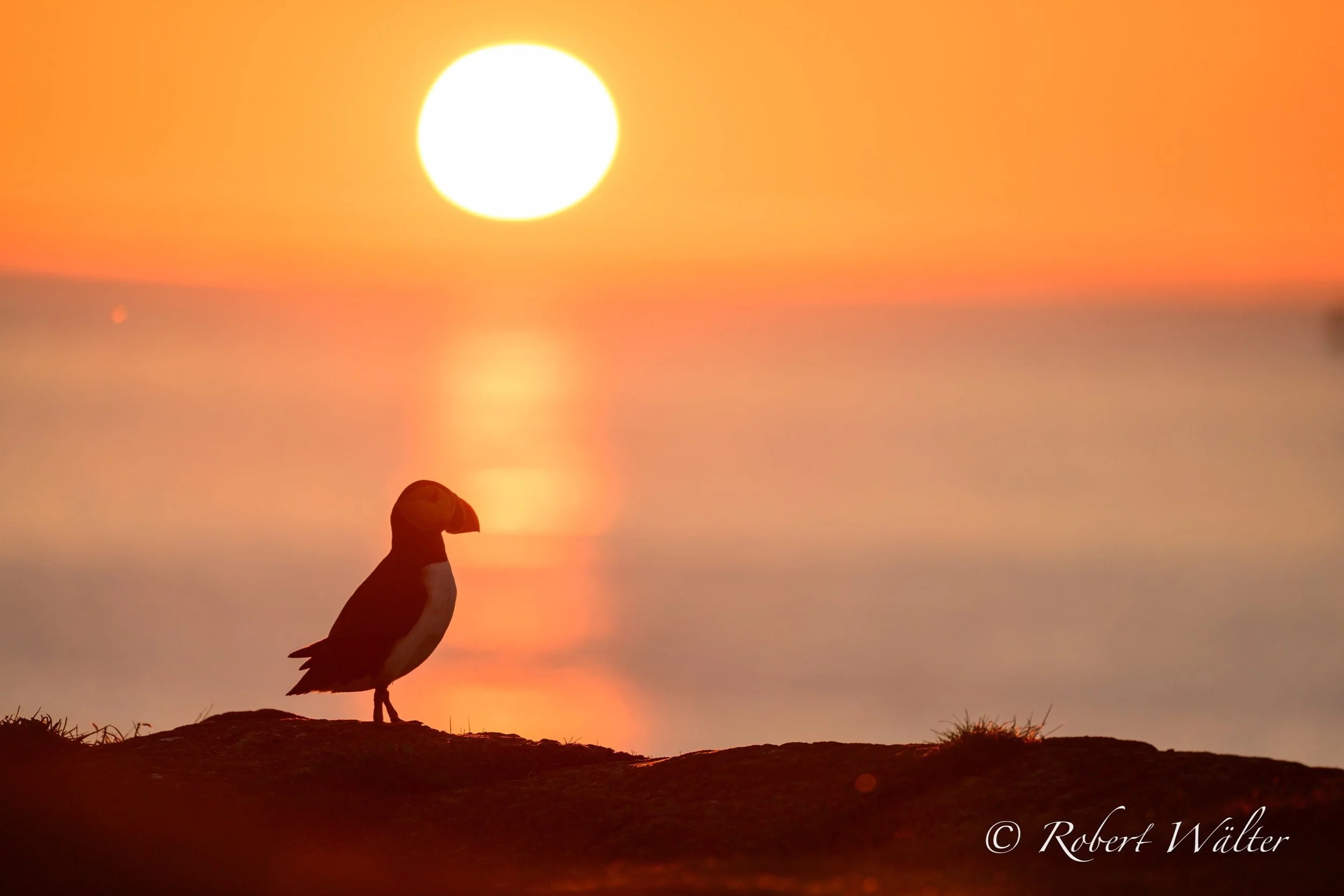 Papageientaucher im Sonnenuntergang, Silhouette auf Felsen, Meereshorizont, leuchtender Himmel.