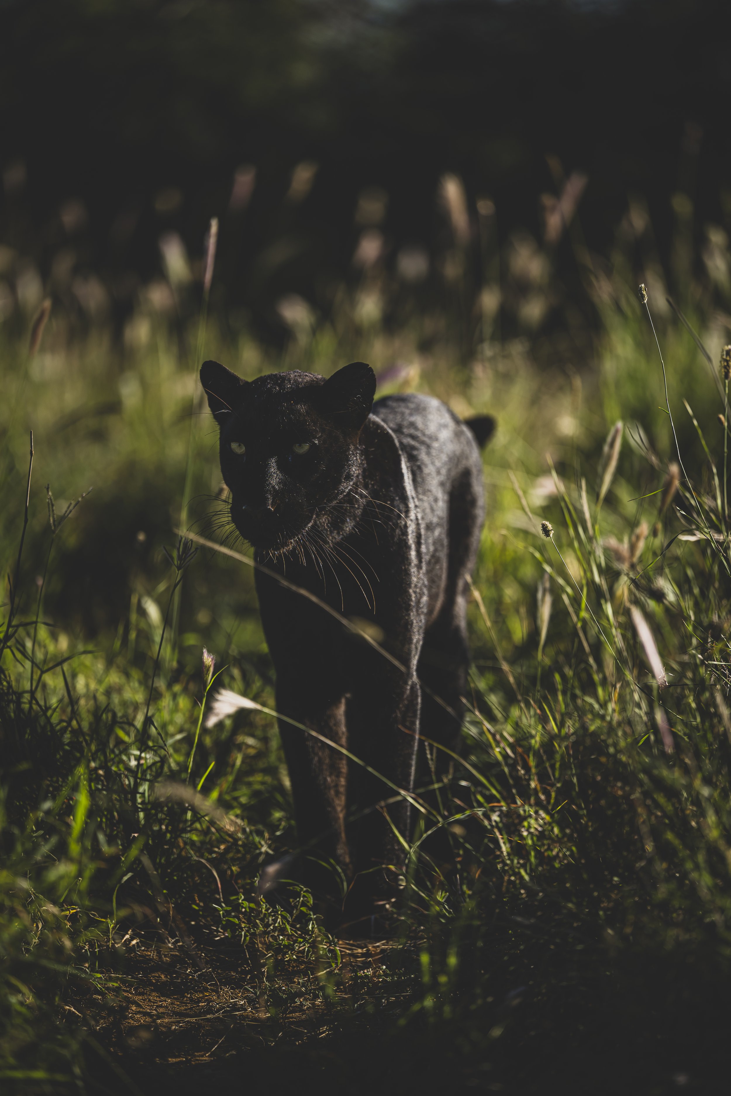 robert.waelter_kenya_wildphoto.guide-7-2.jpg
