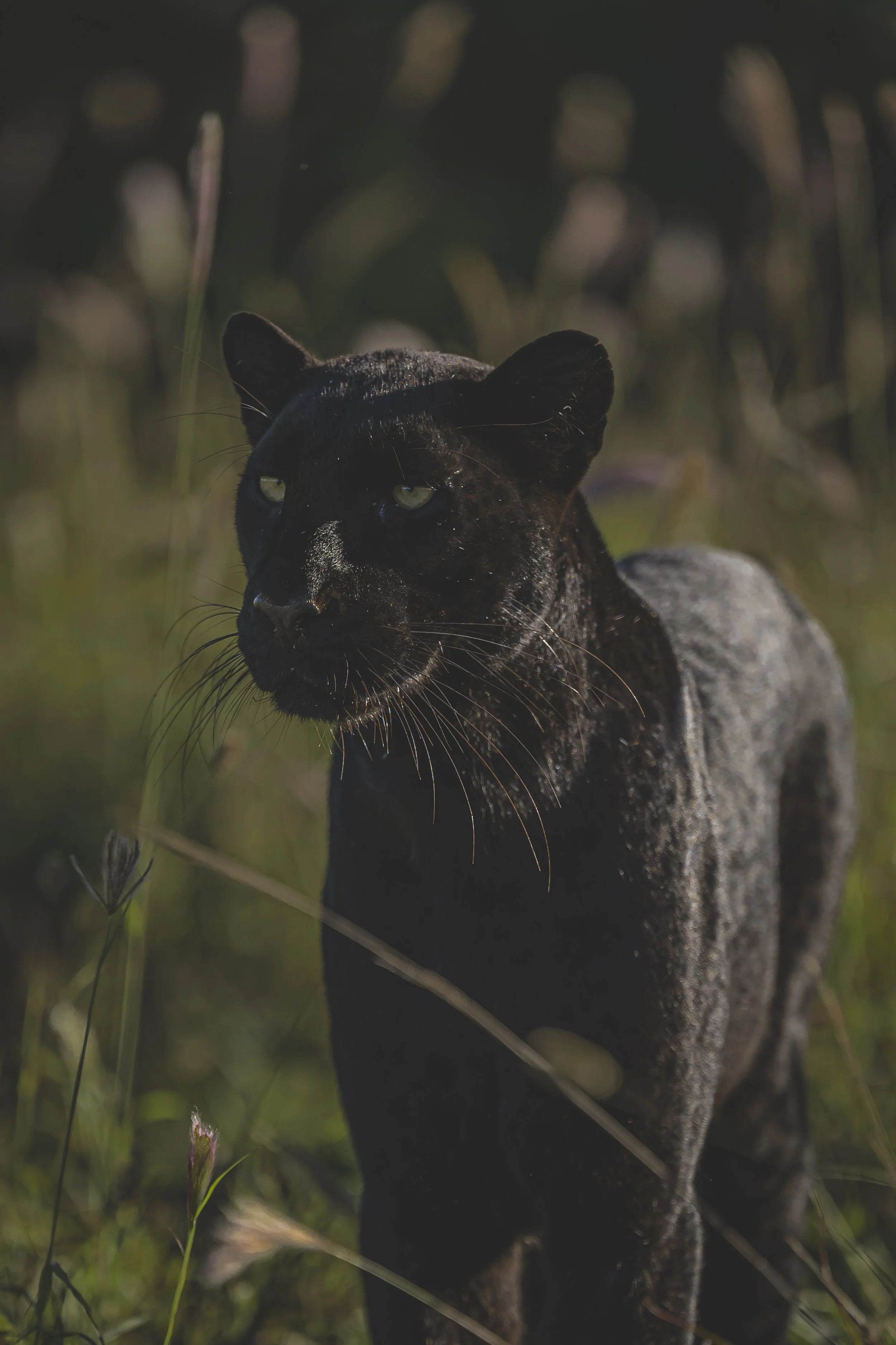 robert.waelter_kenya_wildphoto.guide-6-2.jpg