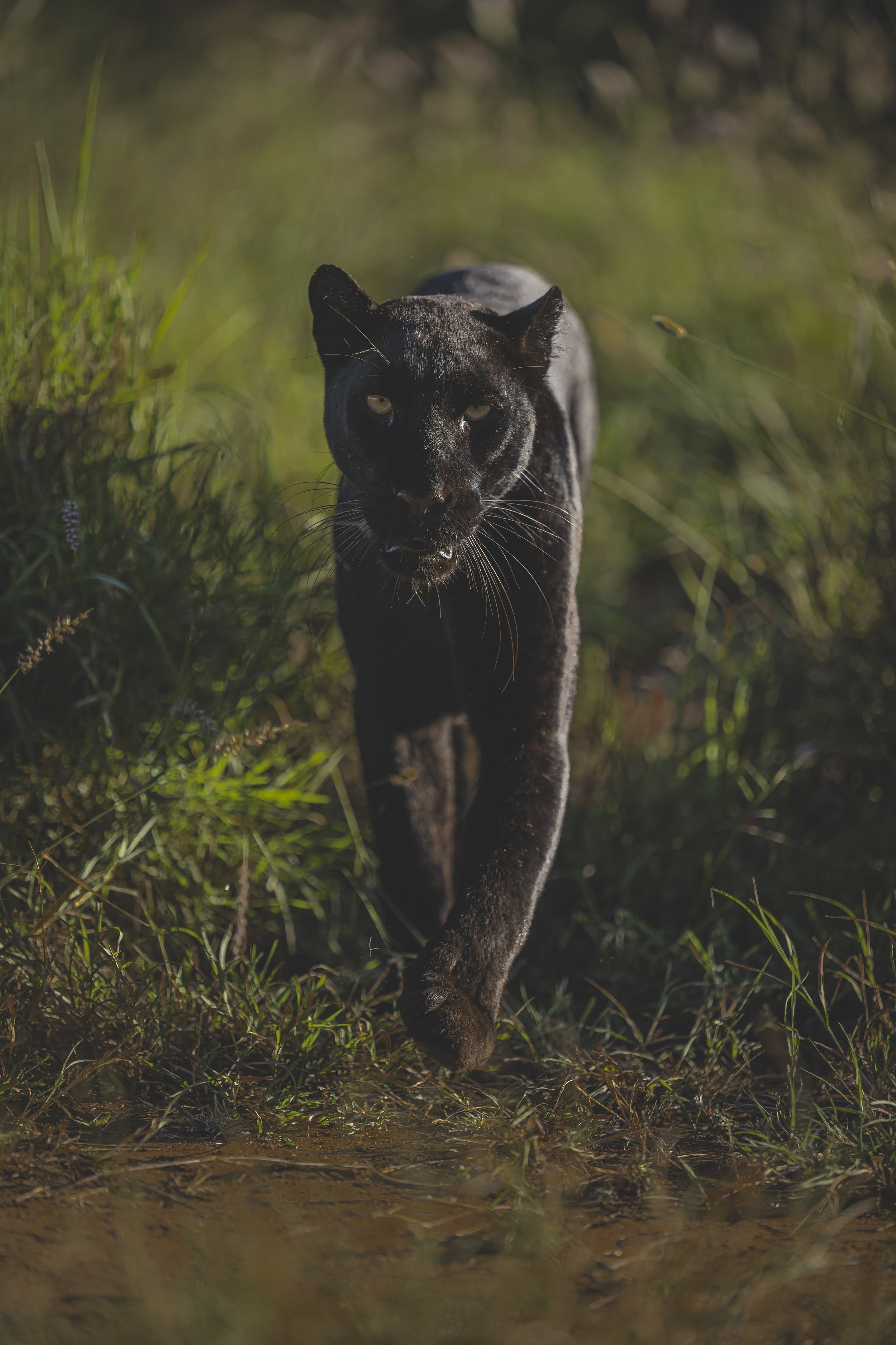 robert.waelter_kenya_wildphoto.guide-4-2.jpg