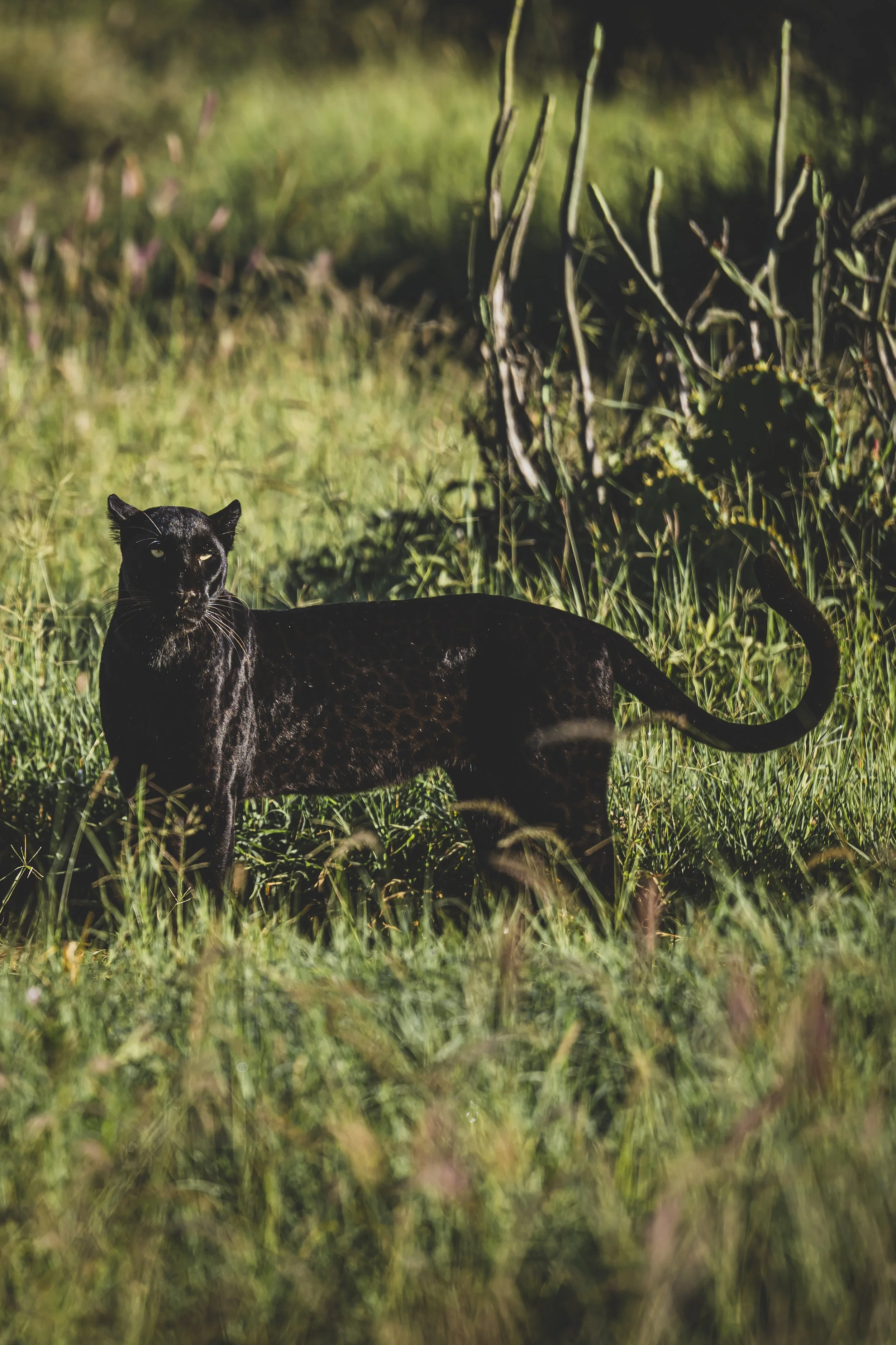 robert.waelter_kenya_wildphoto.guide-4.jpg