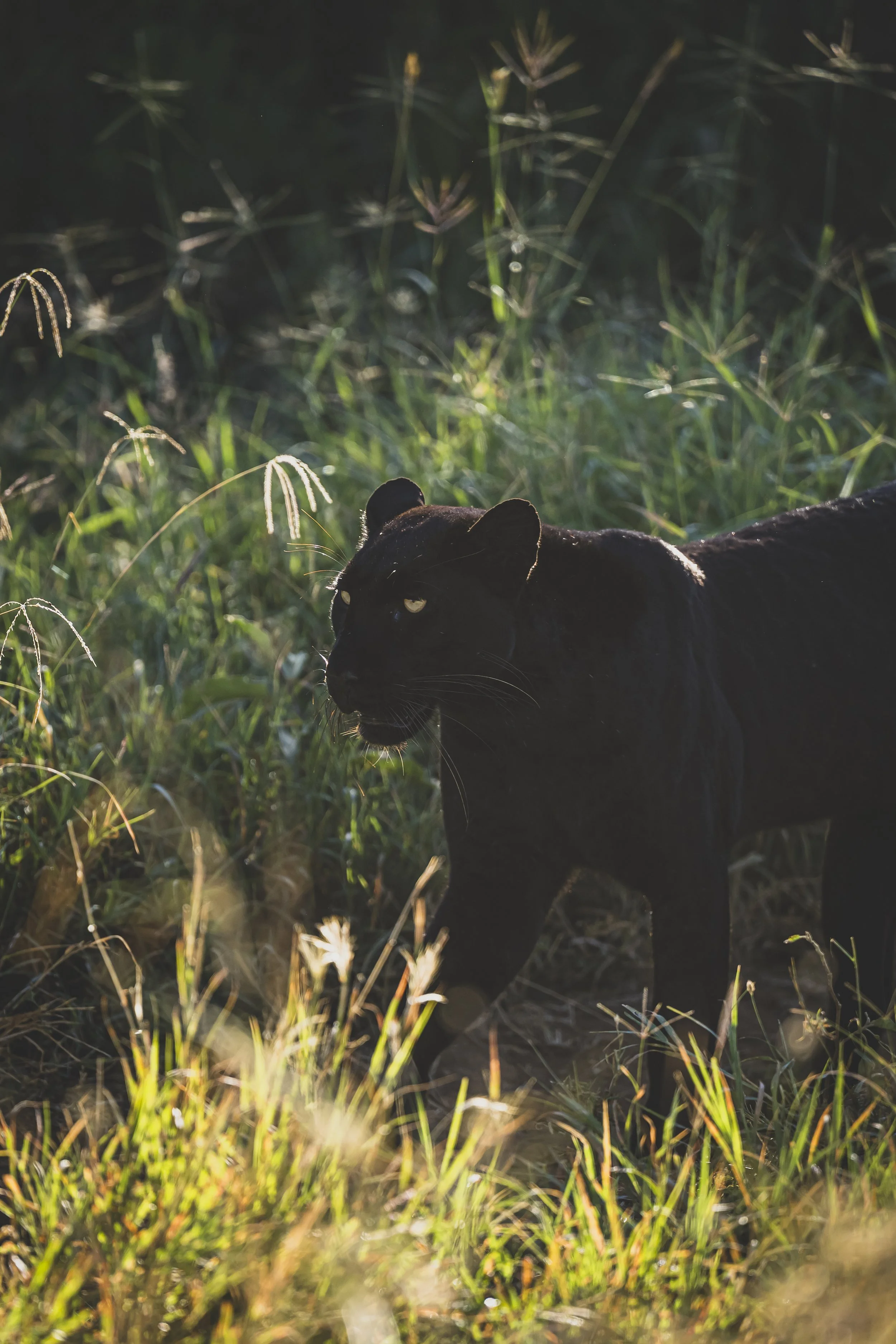 robert.waelter_kenya_wildphoto.guide-5.jpg
