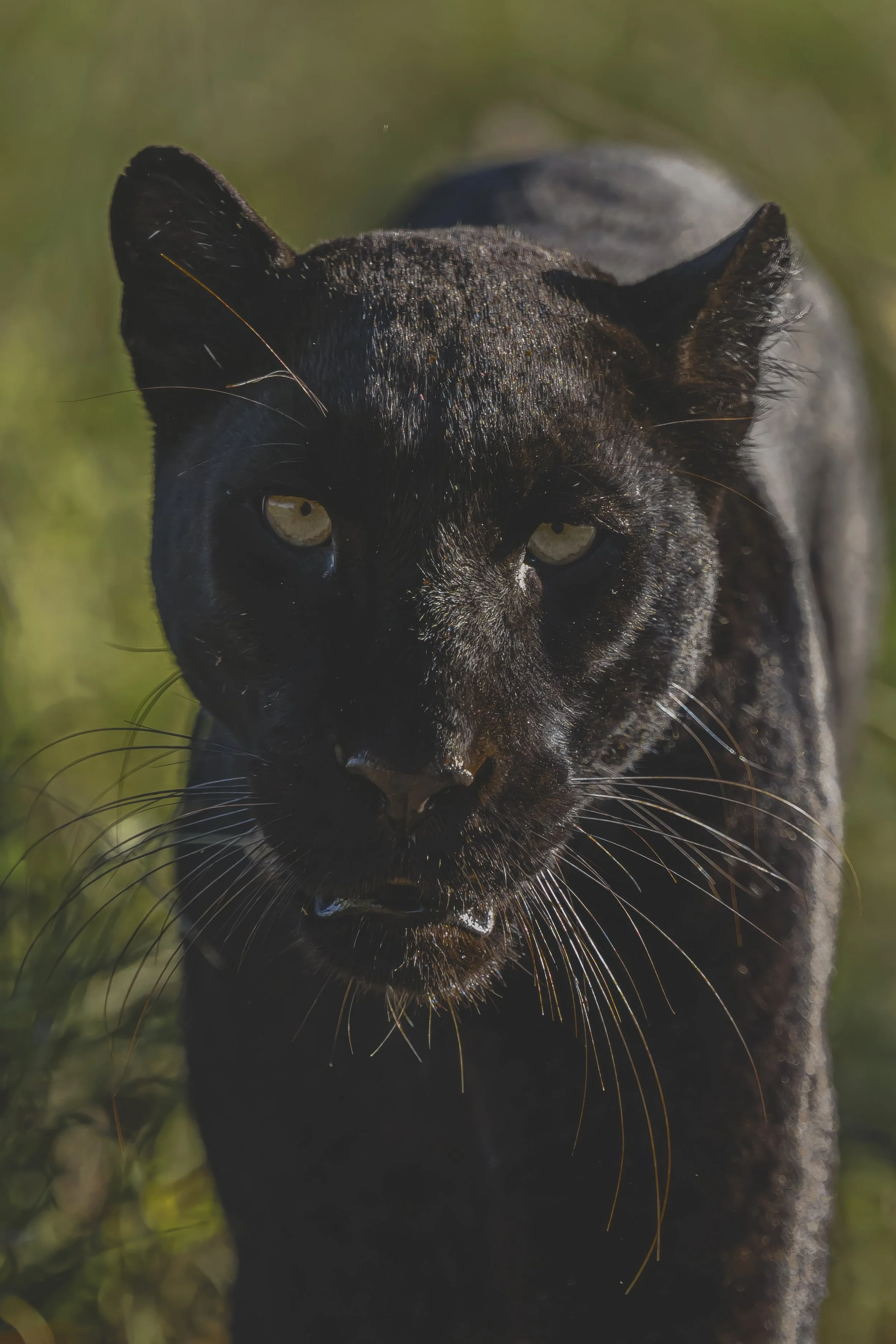 🐆 Giza Mrembo – Die Schwarze Leopardin von Laikipia