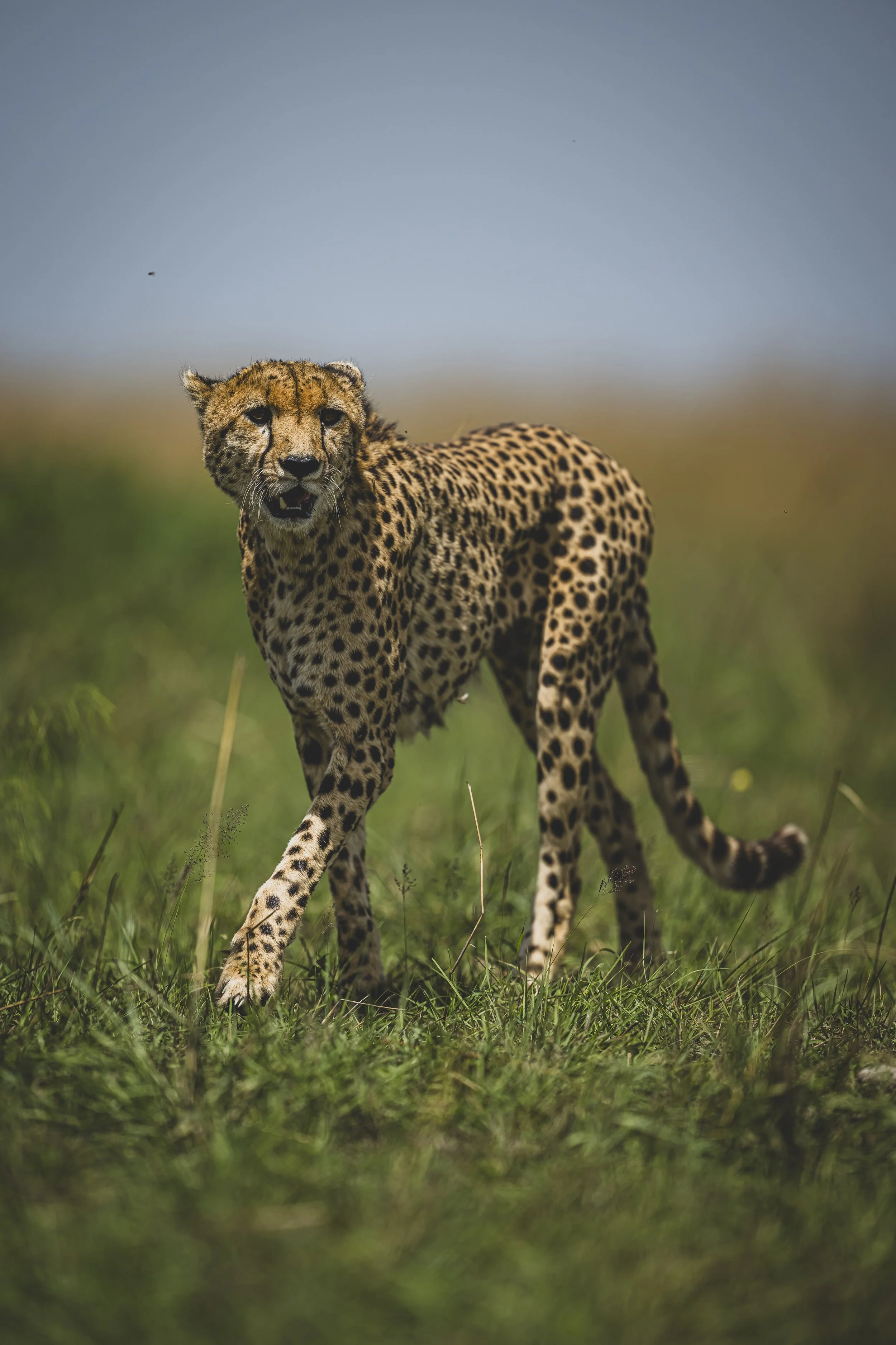 robert.waelter_kenya_wildphoto.guide-466.jpg