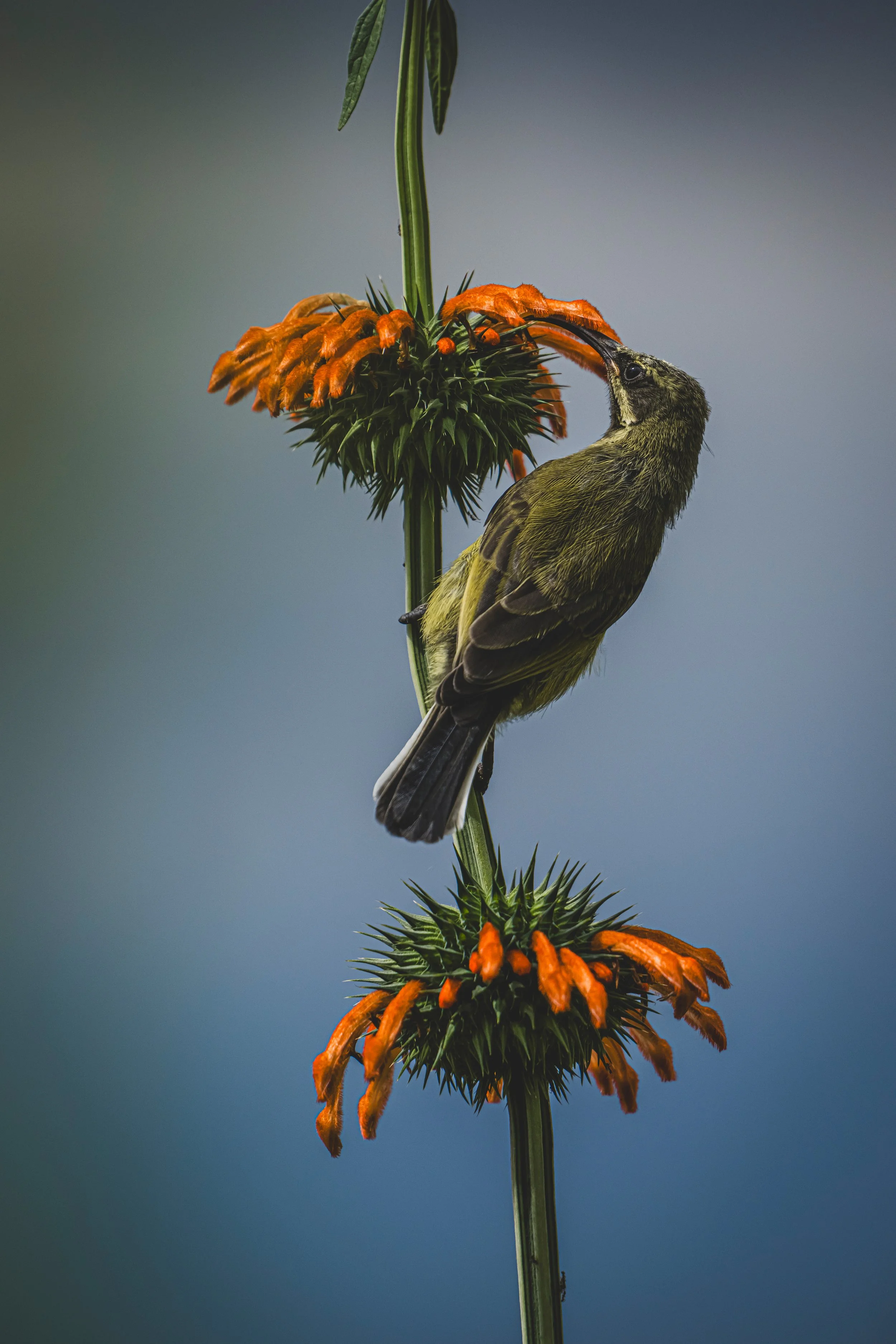 robert.waelter_kenya_wildphoto.guide-126.jpg