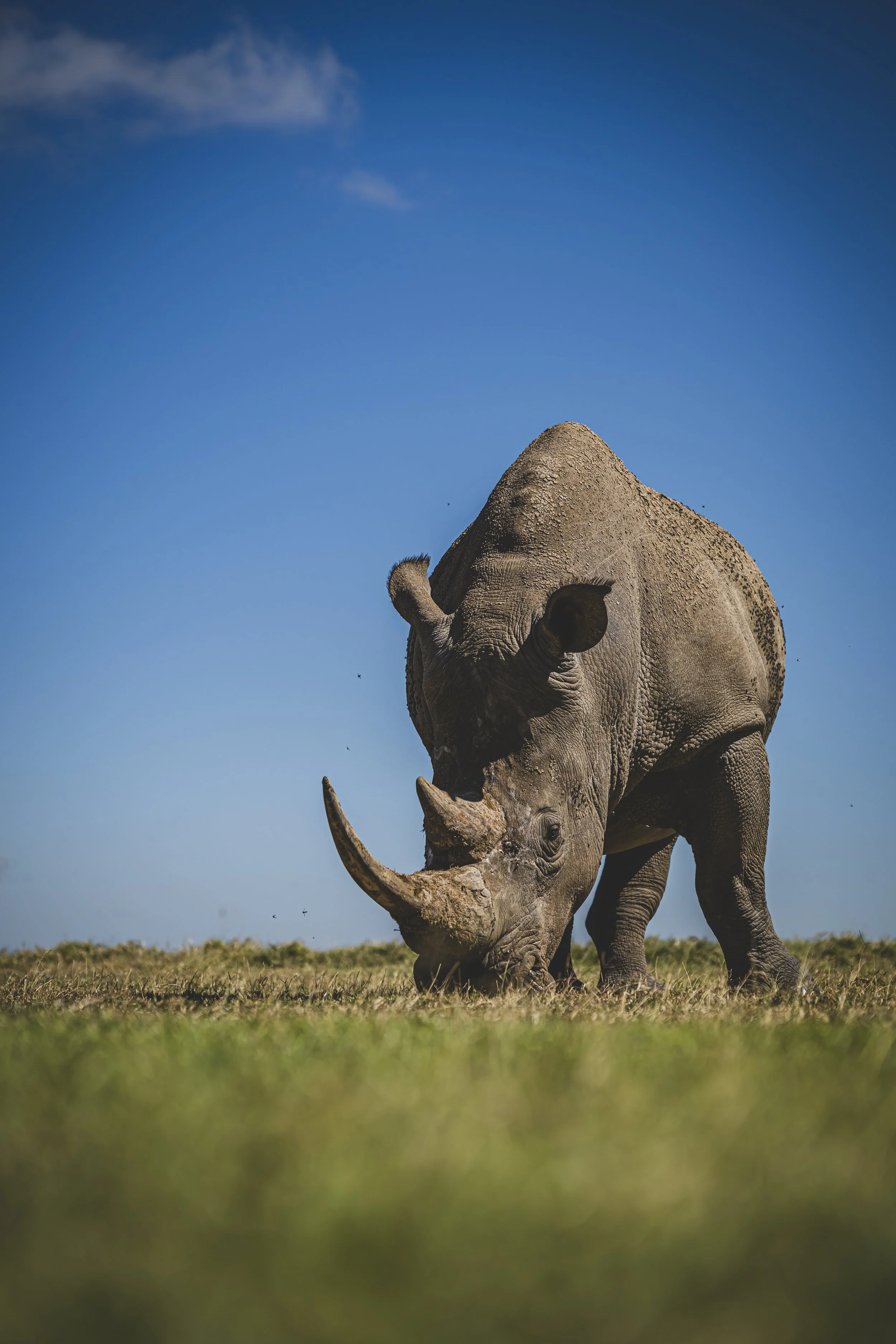 robert.waelter_kenya_wildphoto.guide-219.jpg