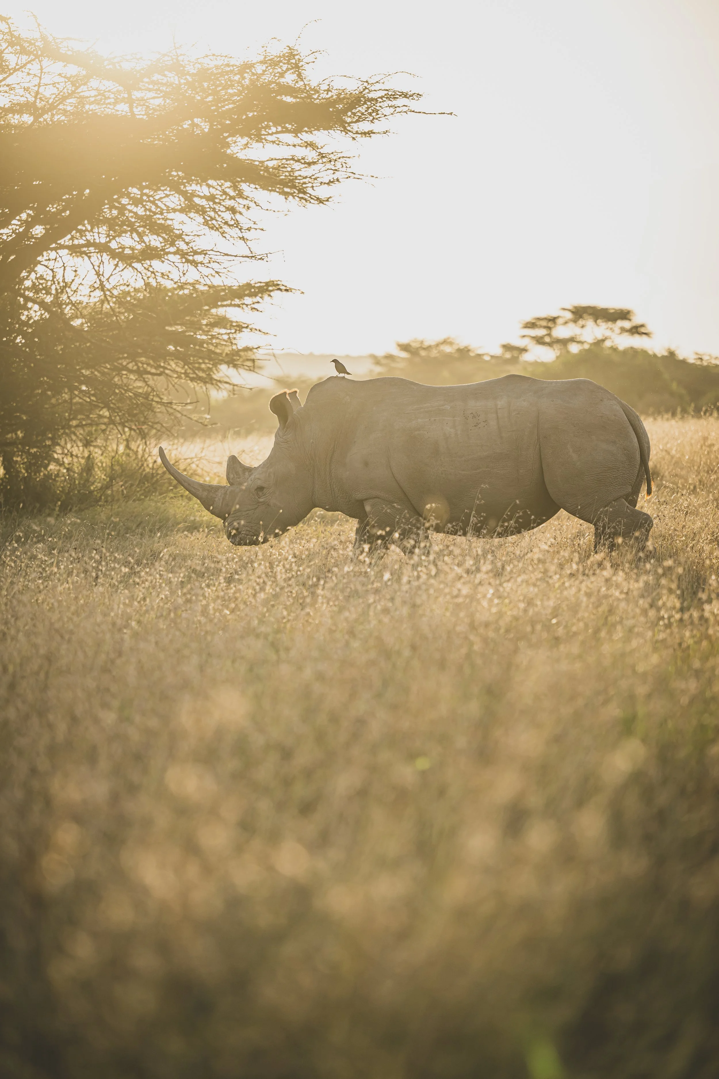 robert.waelter_wildphoto.guide22.jpg