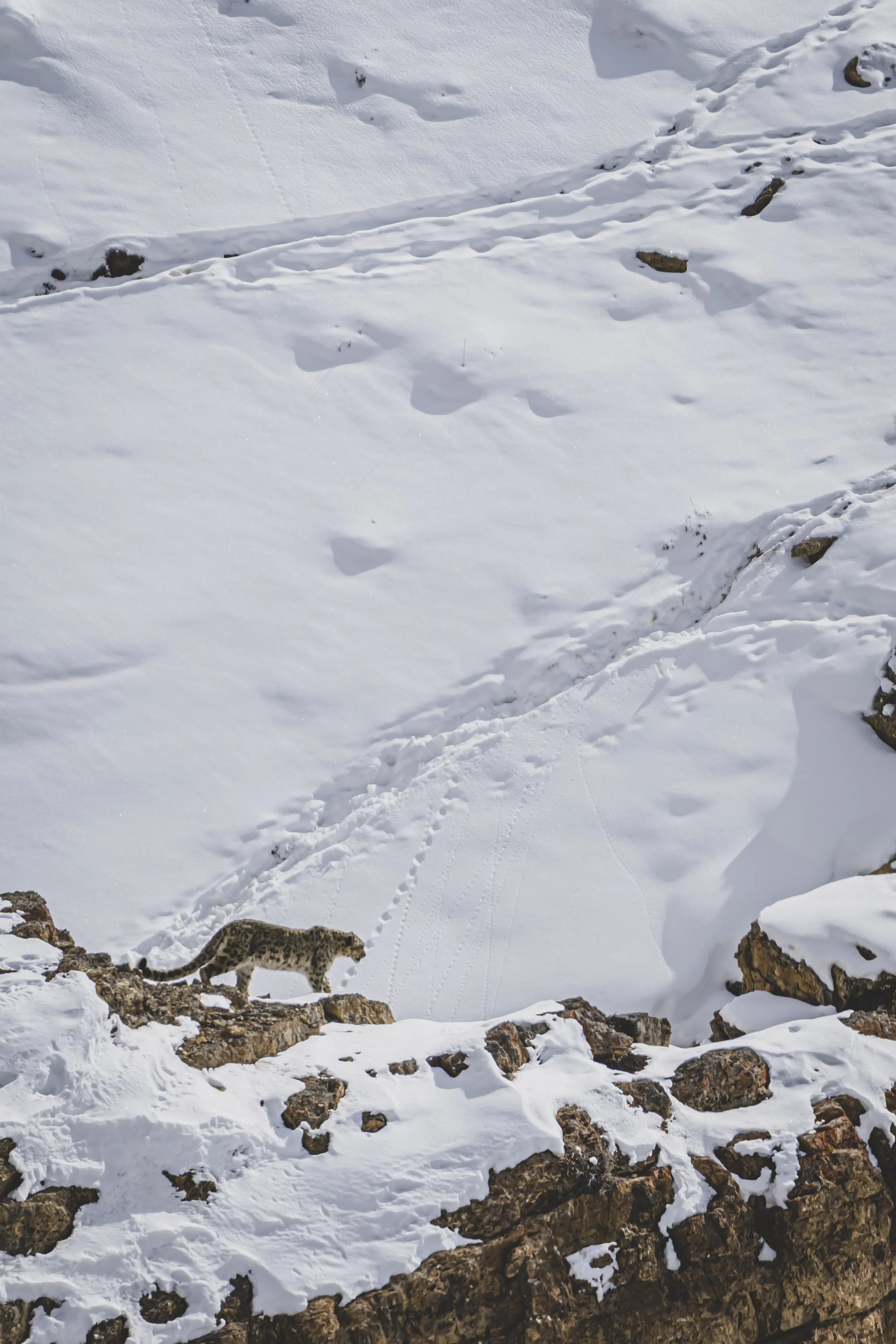 robert.waelter_poland_wildphoto.guide20.jpg
