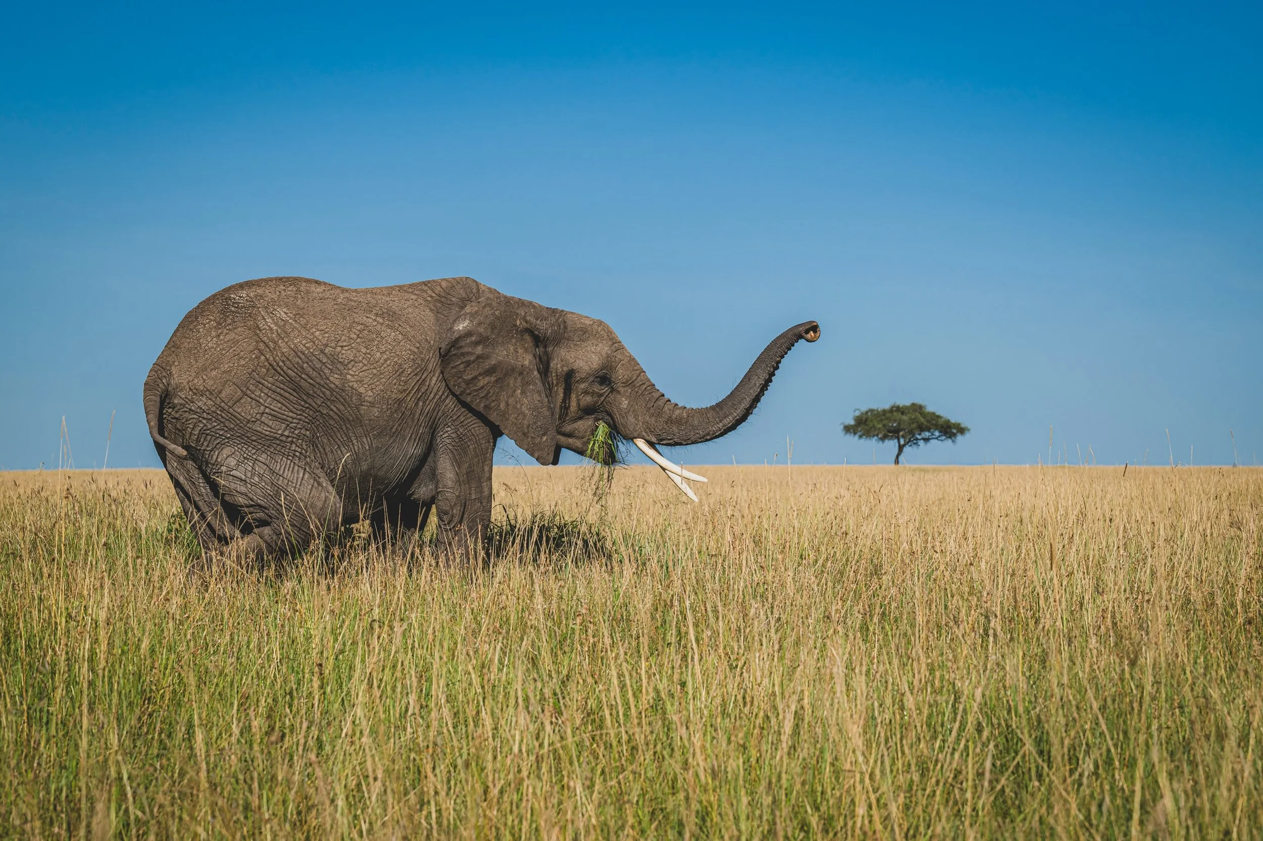 Happy World Elephant Day. 
🐘🐘🐘🐘🐘🐘🐘🐘🐘

#worldelephantday #stoppoaching #conservation #masaimara #visitkenya