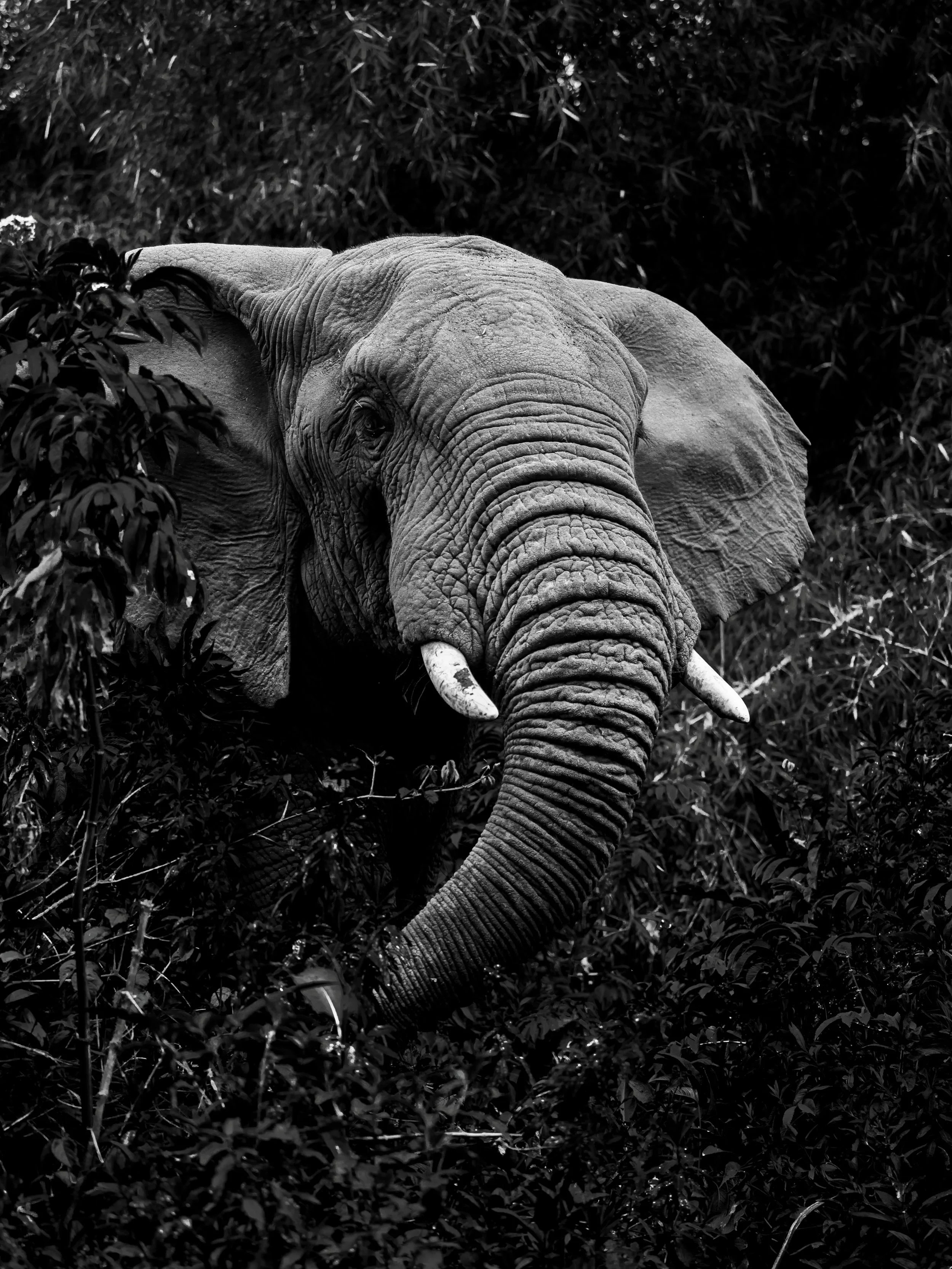 This bull elephant appeared out of nowhere in the forests of @kws_aberdarenationalpark and suddenly, we were in the middle of a moment of pure magic. 🐘🌿

The elephants of Kenya&rsquo;s central mountain forests are a little different. They&rsquo;re 